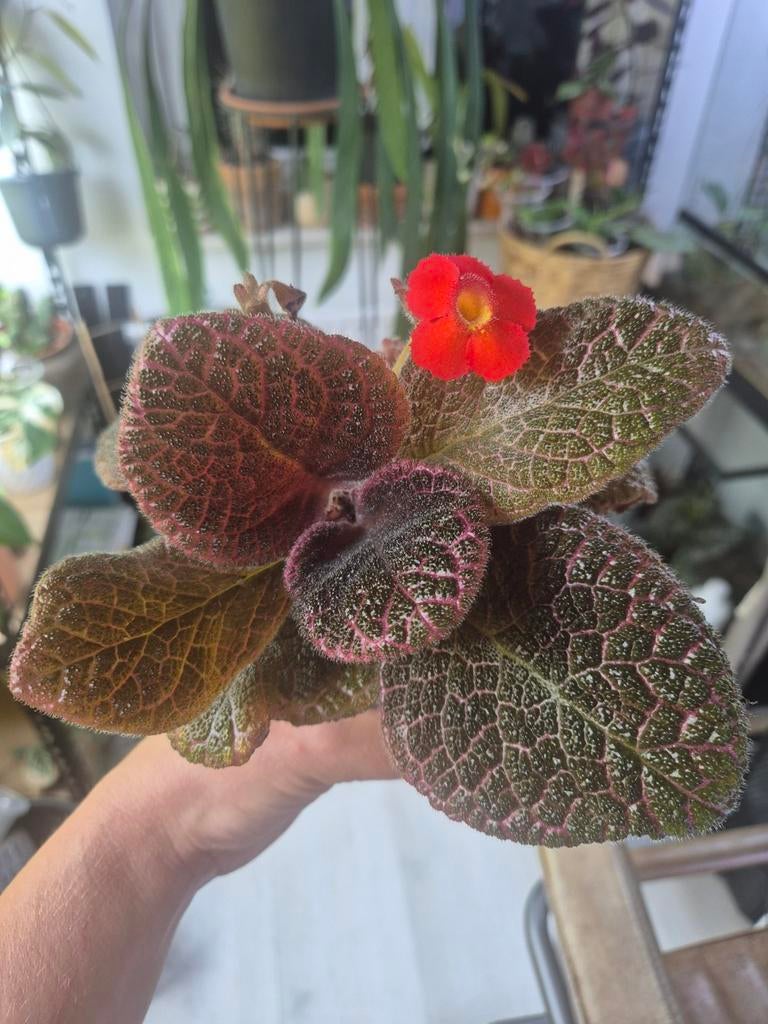 Episcia plant met roze nerven en rode bloemen, Ophalen, Zomer, Overige soorten, Halfschaduw