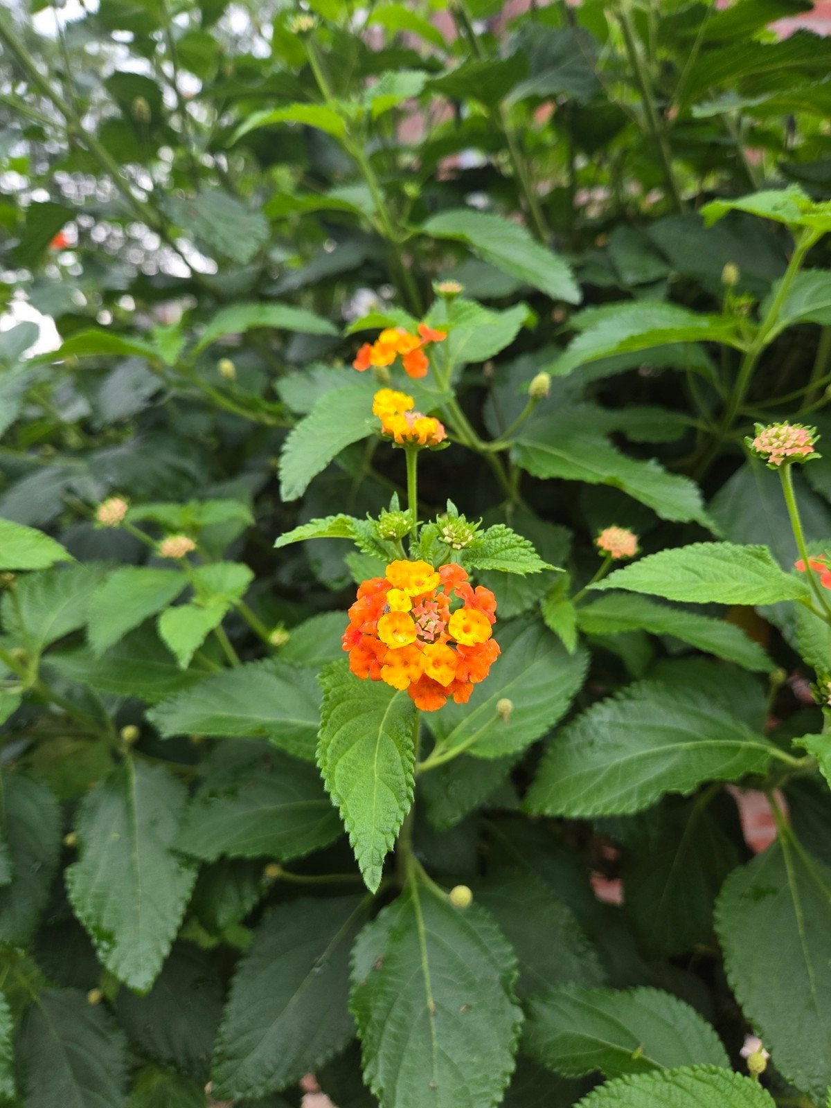 Lantana camera, Wisselbloem, Boerbontje, Ophalen, Zomer, Overige soorten, Volle zon