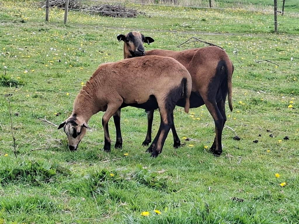 Prachtige Barbados Black Belly Ram "Jan" – Super tam & Lief, Dieren en Toebehoren, Mannelijk, Schaap