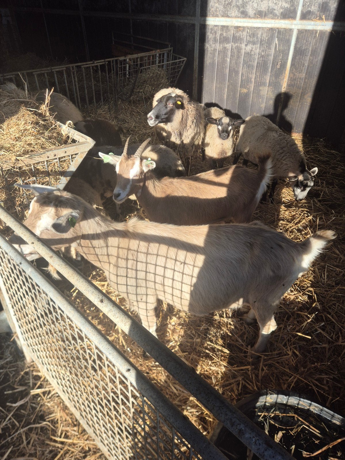 toggenburger geiten, Dieren en Toebehoren