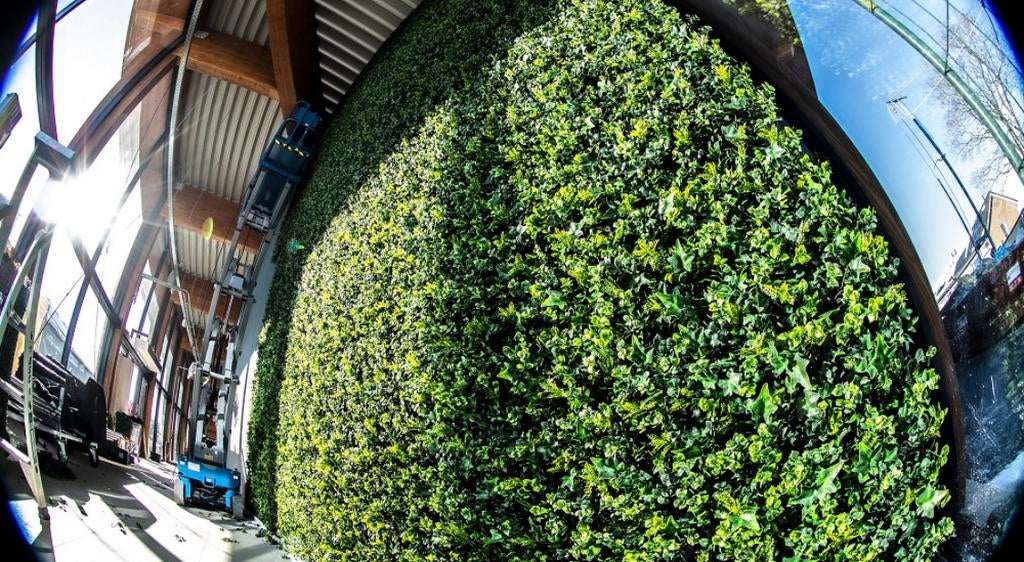 🌿 hedera partij uitverkocht ❌, Tuin en Terras, Gras en Kunstgras, Ophalen of Verzenden, Nieuw, Minder dan 10 m²