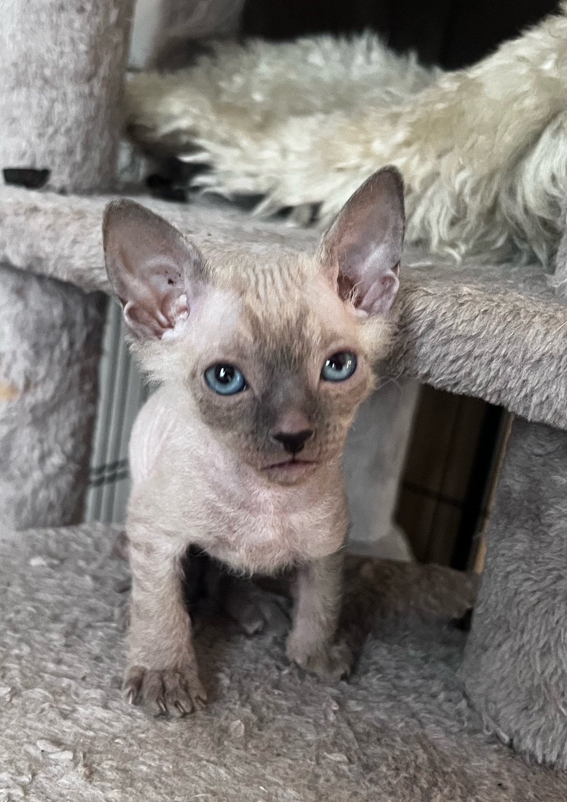 X devon rex met mini zeer korte vacht bijna haarloos, Meerdere dieren