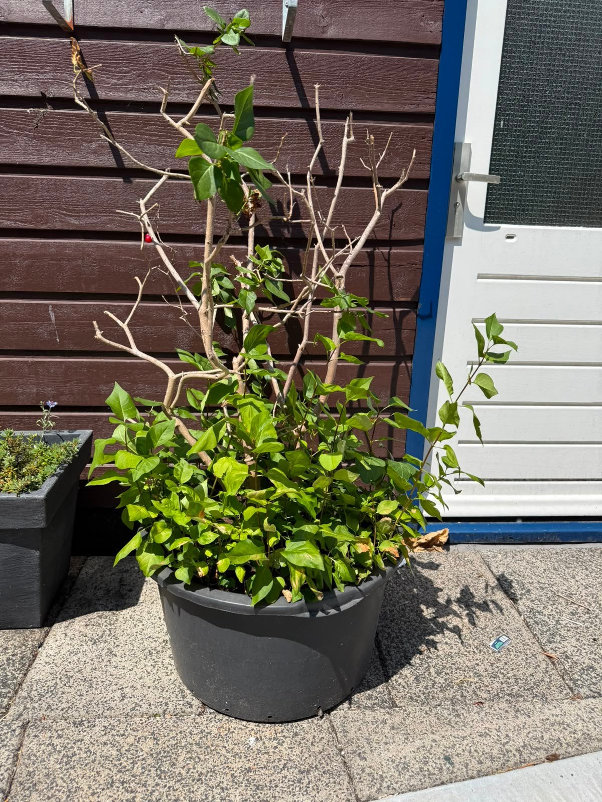 Planten/ struiken / boom, Tuin en Terras, Planten | Bomen, Overige soorten, 100 tot 250 cm, Zomer, Ophalen