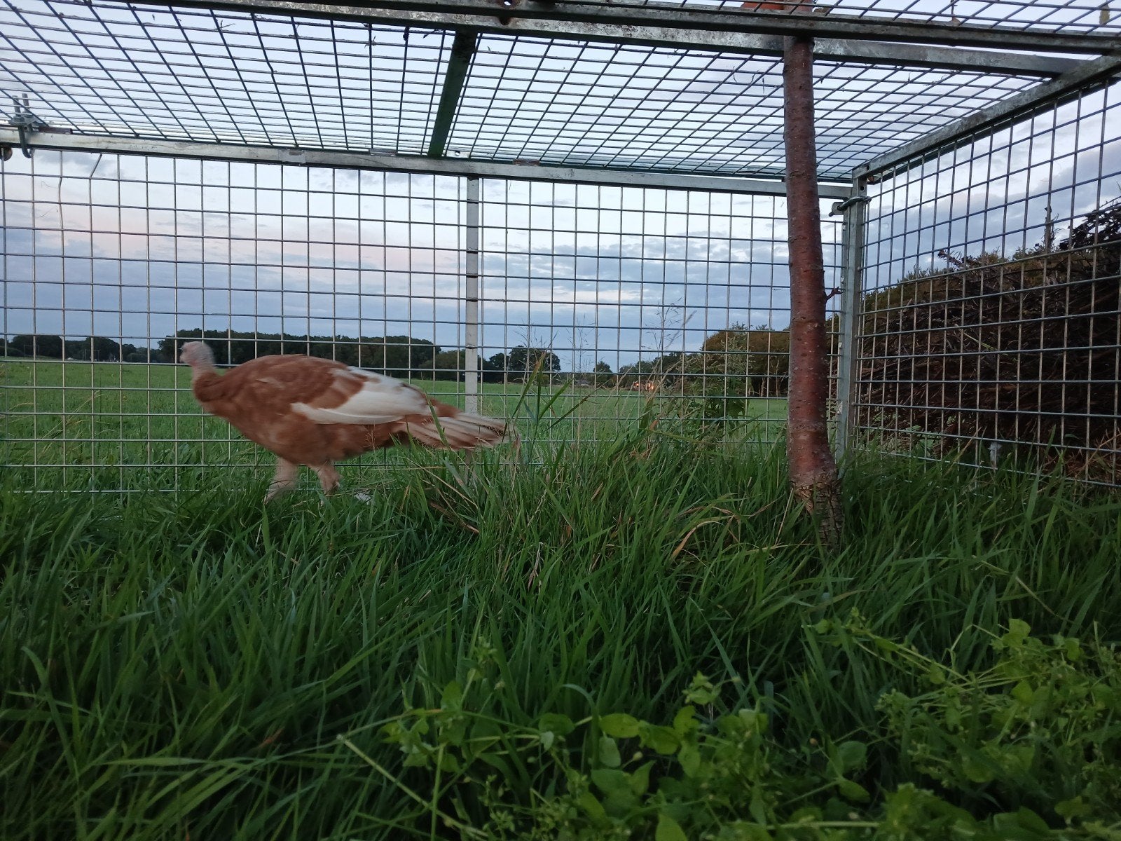 Mooie rode Arderner kalkoen, hen., Dieren en Toebehoren, Pluimvee, Vrouwelijk, Kalkoen