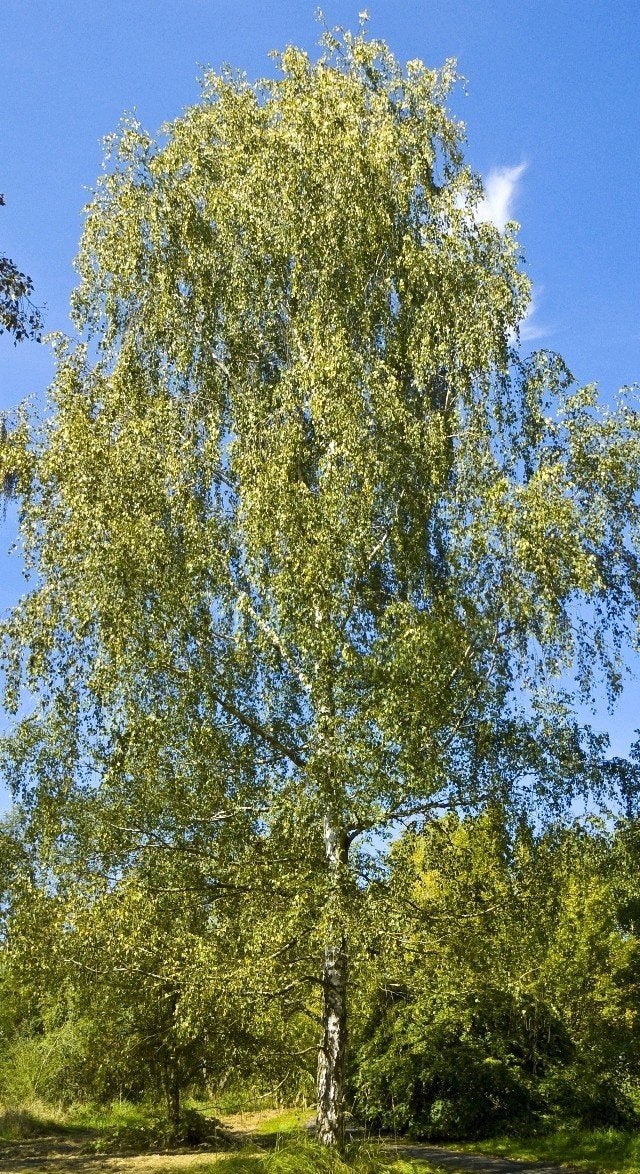 Zilverberk (Betula pendula) - Groot exemplaar | OP = OP, Tuin en Terras, Planten | Bomen, Ophalen, Volle zon, Overige soorten