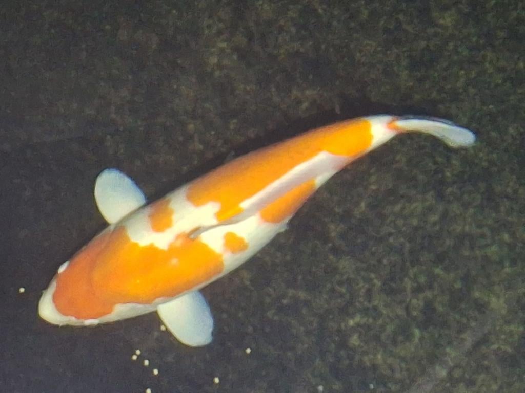 Hoge kwaliteit grote kohaku female, Karper of Koi