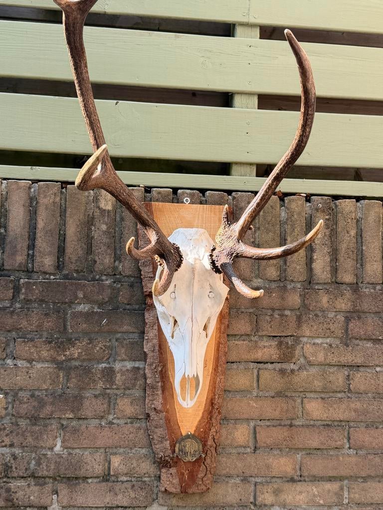 Hertenkop met gewei op houten schild uit Olesno (Polen), Ophalen, Zo goed als nieuw, Hert, Gewei of Kop