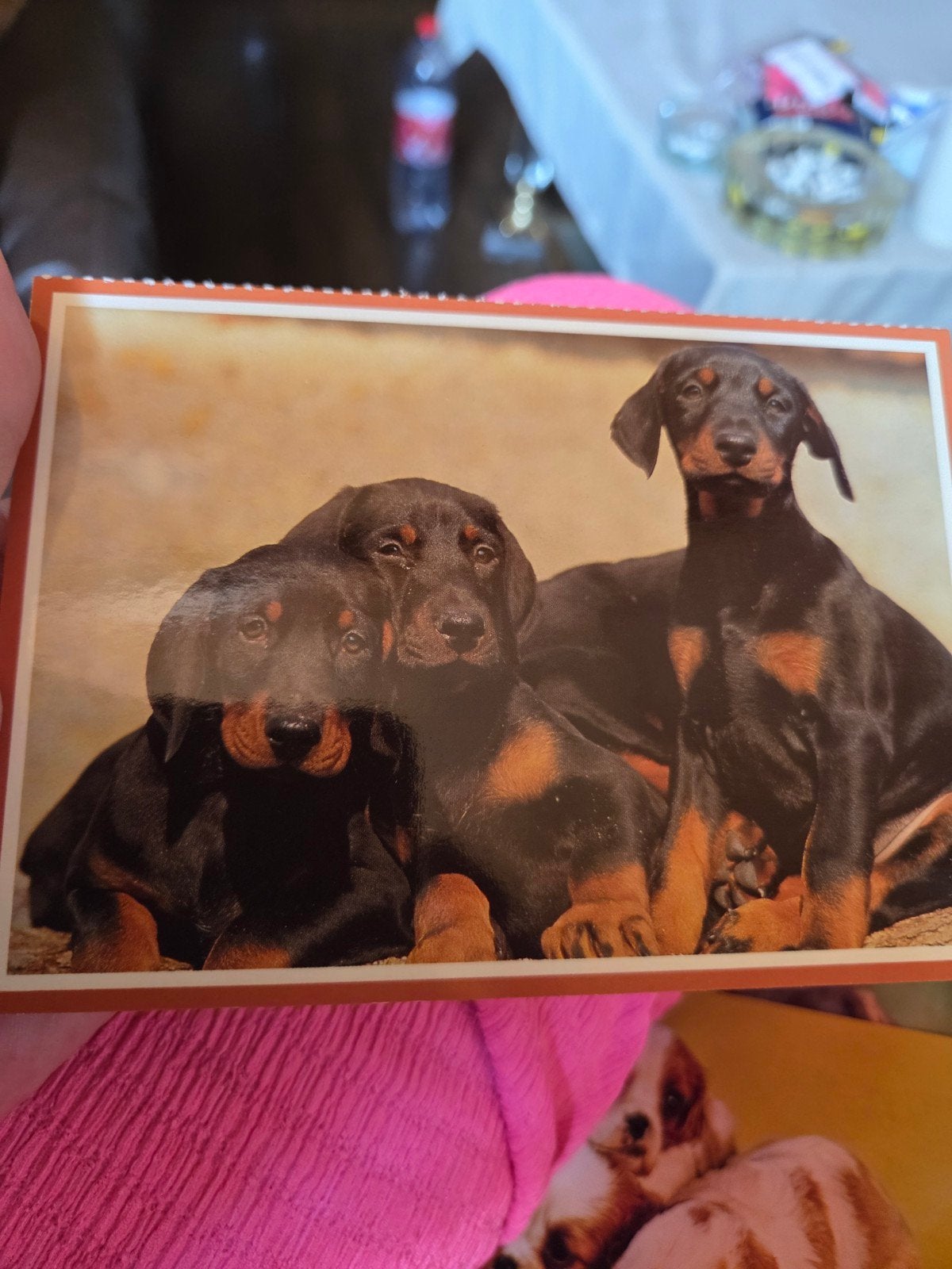 Vintage Ansichtkaart: Drie Schattige Dobermann Puppy's, Verzamelen, Ophalen of Verzenden, 1960 tot 1980, Ongelopen