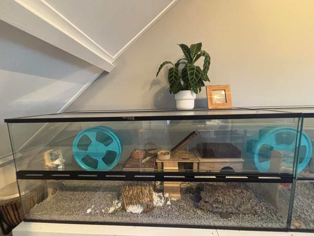 Terrarium 120Lx 50Bx 50H cm met diepe onderbak ong 25 cm, Dieren en Toebehoren, Ophalen, Zo goed als nieuw, Hok, Minder dan 60 cm