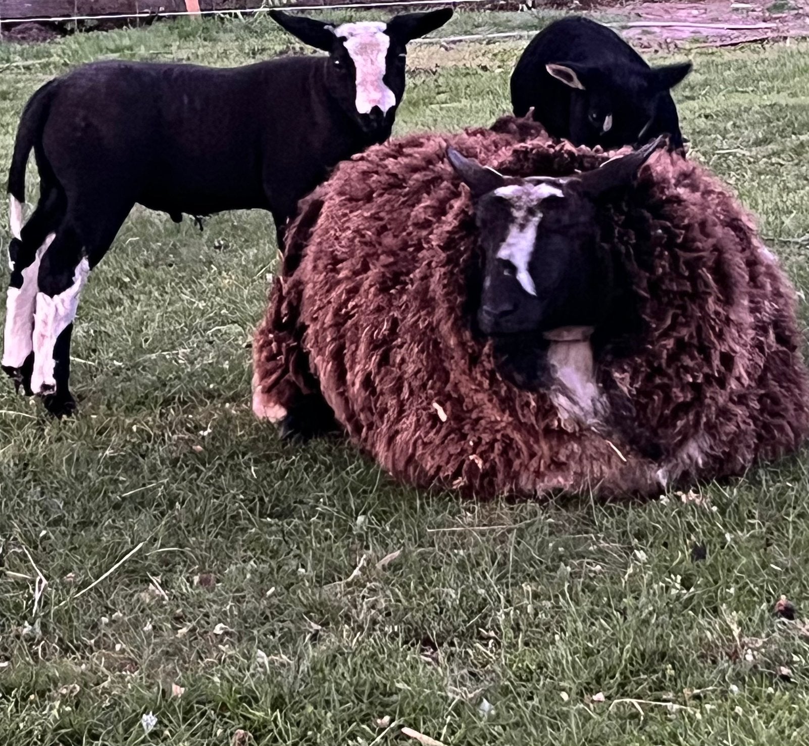TK: 2 bonte ooien, Dieren en Toebehoren, Schapen, Geiten en Varkens, Vrouwelijk, Schaap