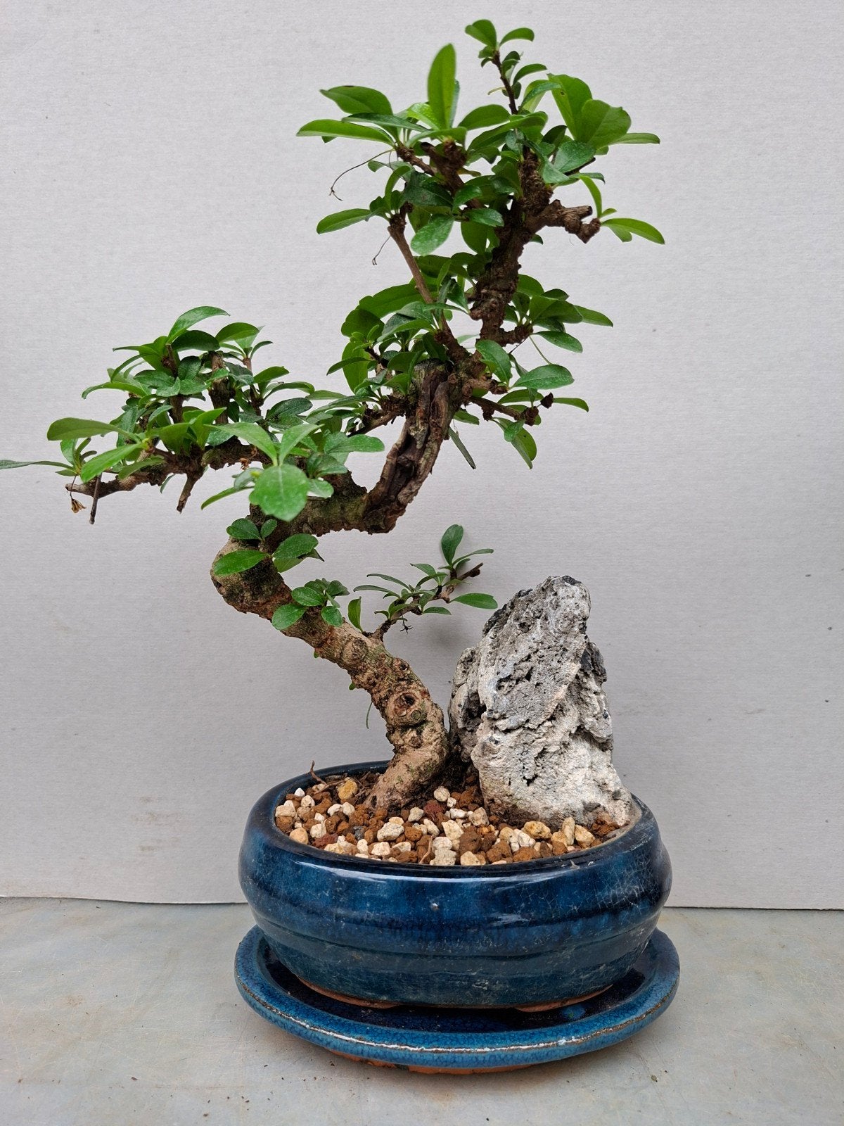 bonsai, Ophalen of Verzenden, Overige soorten, Volle zon