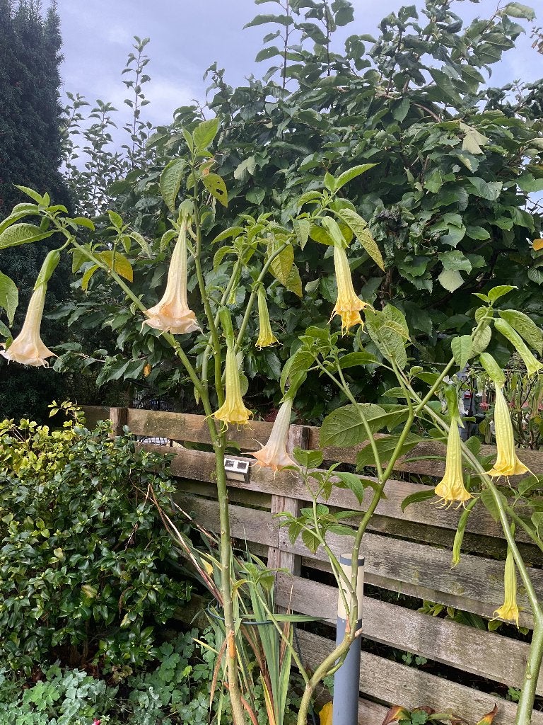 Brugmansia, Volle zon, Vaste plant, Zomer, Ophalen