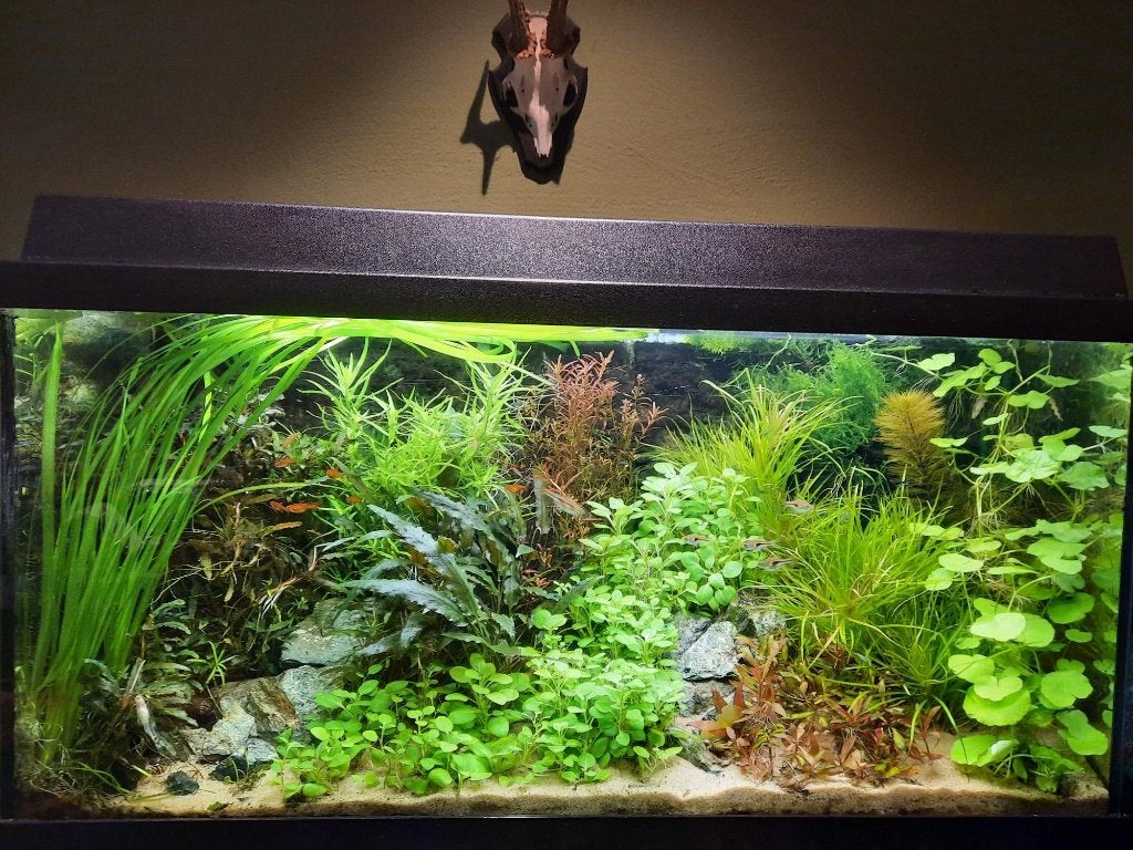 Gratis make-over-tips voor gezelschapsaquarium, Ophalen of Verzenden, Zo goed als nieuw, Plant(en), Steen of Hout