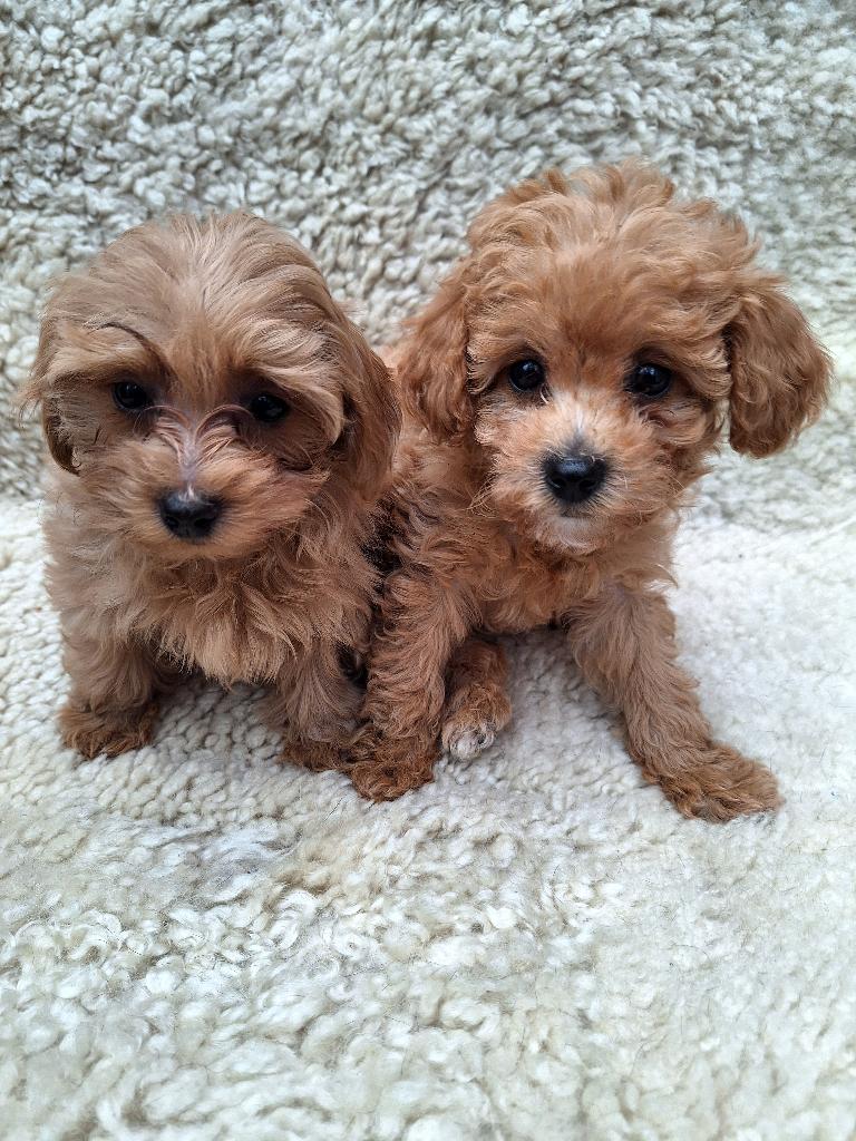 Twee Maltipoo pups te koop, Dieren en Toebehoren, Overige rassen, 8 tot 15 weken, Meerdere, Meerdere dieren