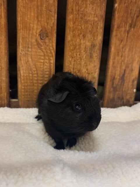 Jonge cavia zeugjes, Cavia, Juli, Vrouwelijk, Tam