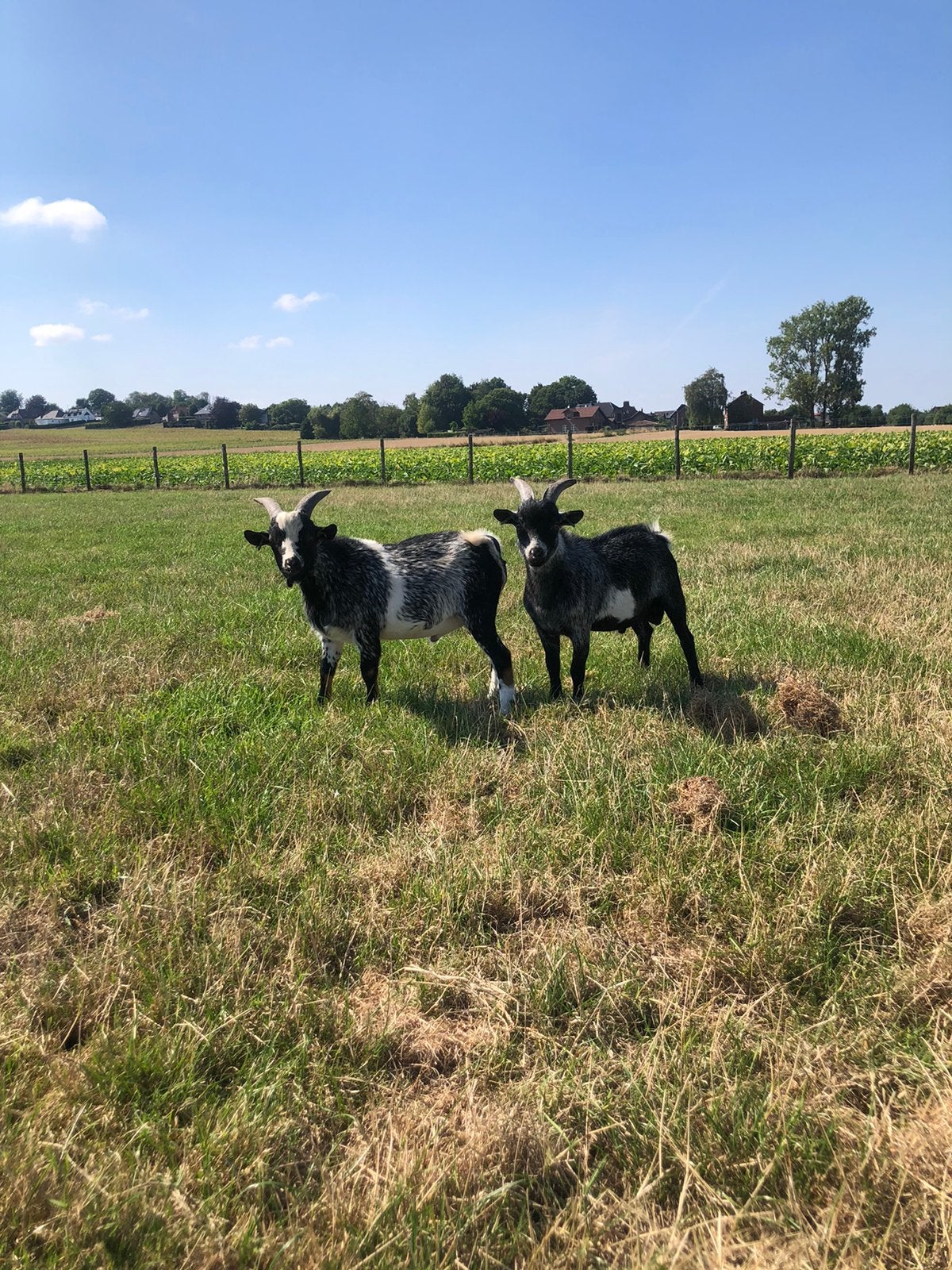 2 dwerggeiten dek bokjes., Mannelijk, Geit, 0 tot 2 jaar