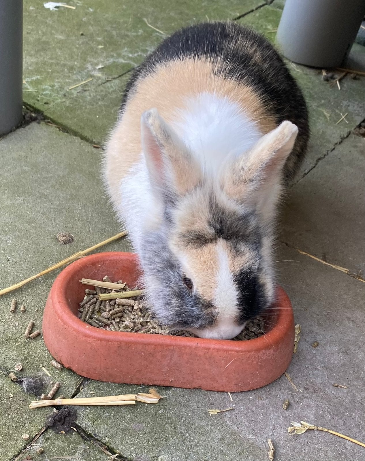 Konijn voedster, Dieren en Toebehoren, Vrouwelijk, Middelgroot, 3 tot 5 jaar