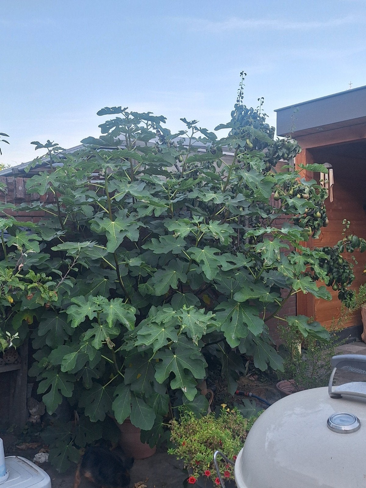 Grote vijgenboom in pot - Heerlijke verse vijgen!, Overige soorten, 100 tot 250 cm, Zomer, Ophalen