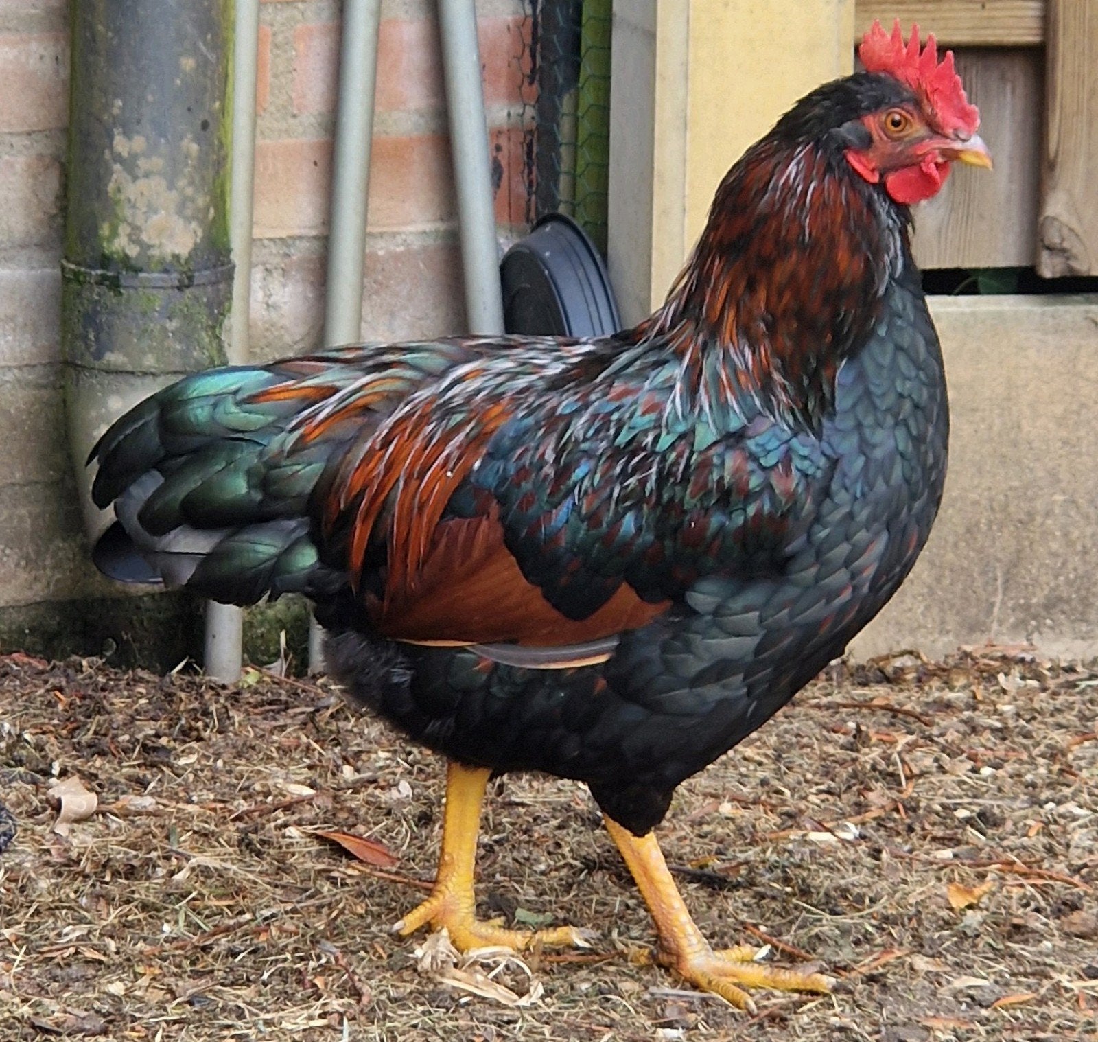 Lieve Barnevelder Kriel Haan, Dieren en Toebehoren, Pluimvee
