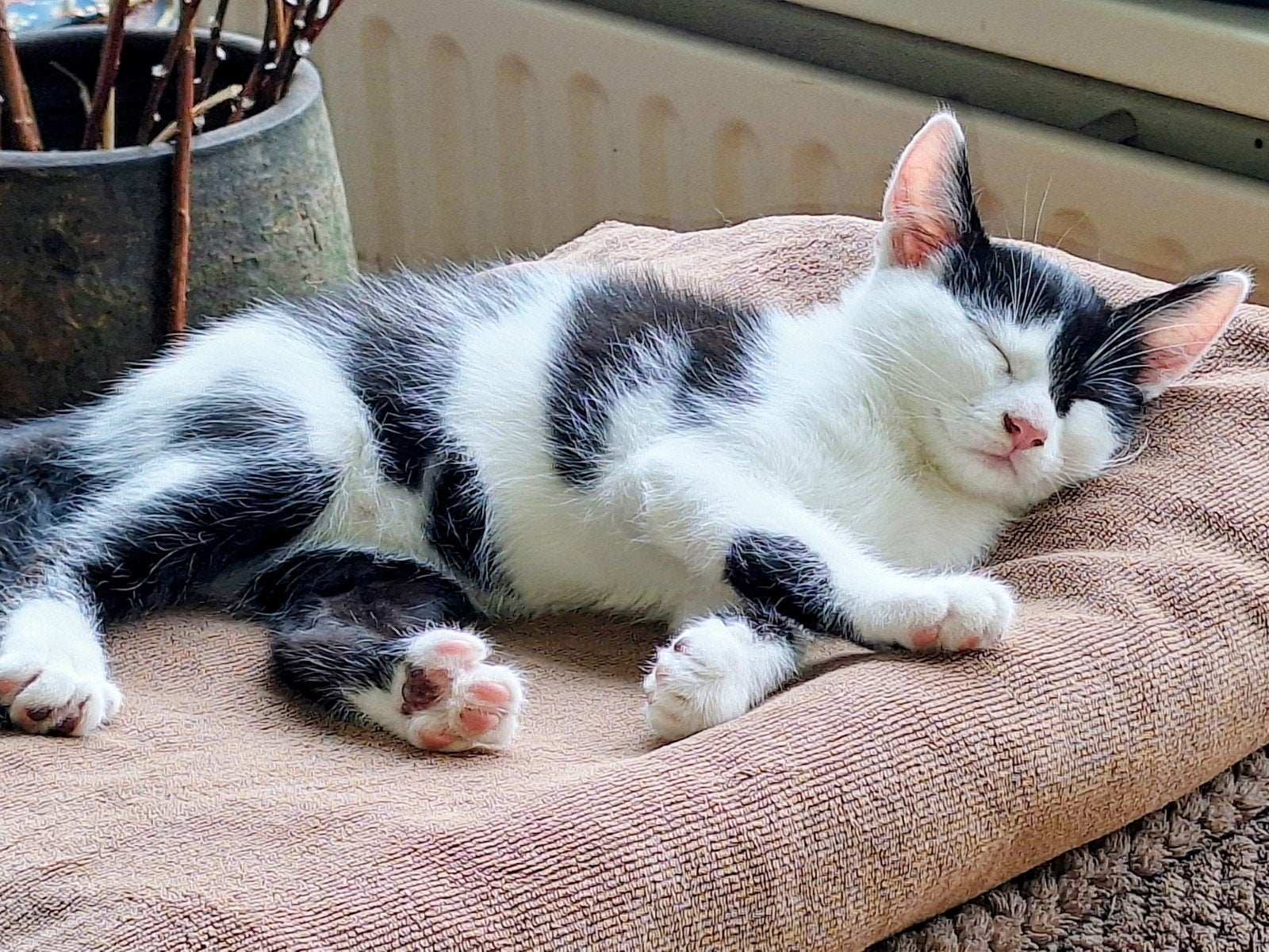 Drie prachtige cow kittens, Dieren en Toebehoren, Kater, 0 tot 2 jaar