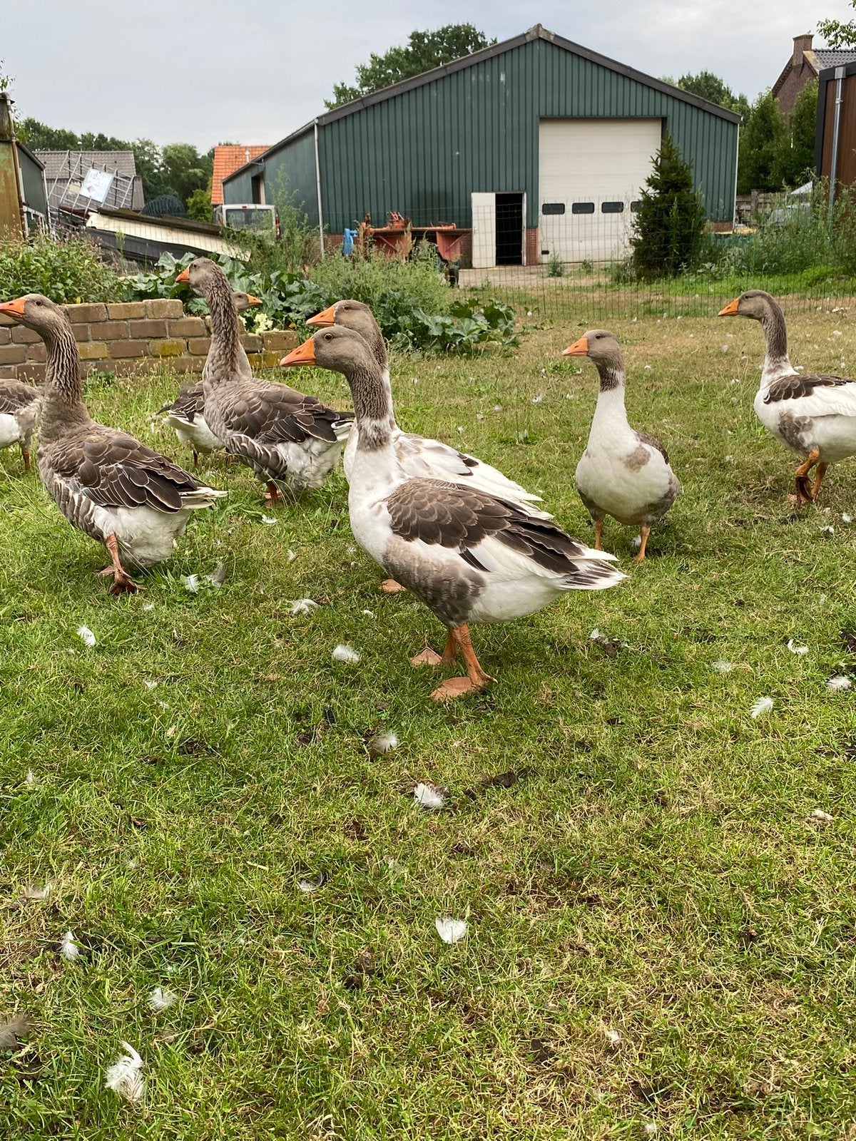 Bonte en Tourlouse gans, Dieren en Toebehoren, Meerdere dieren, Gans of Zwaan