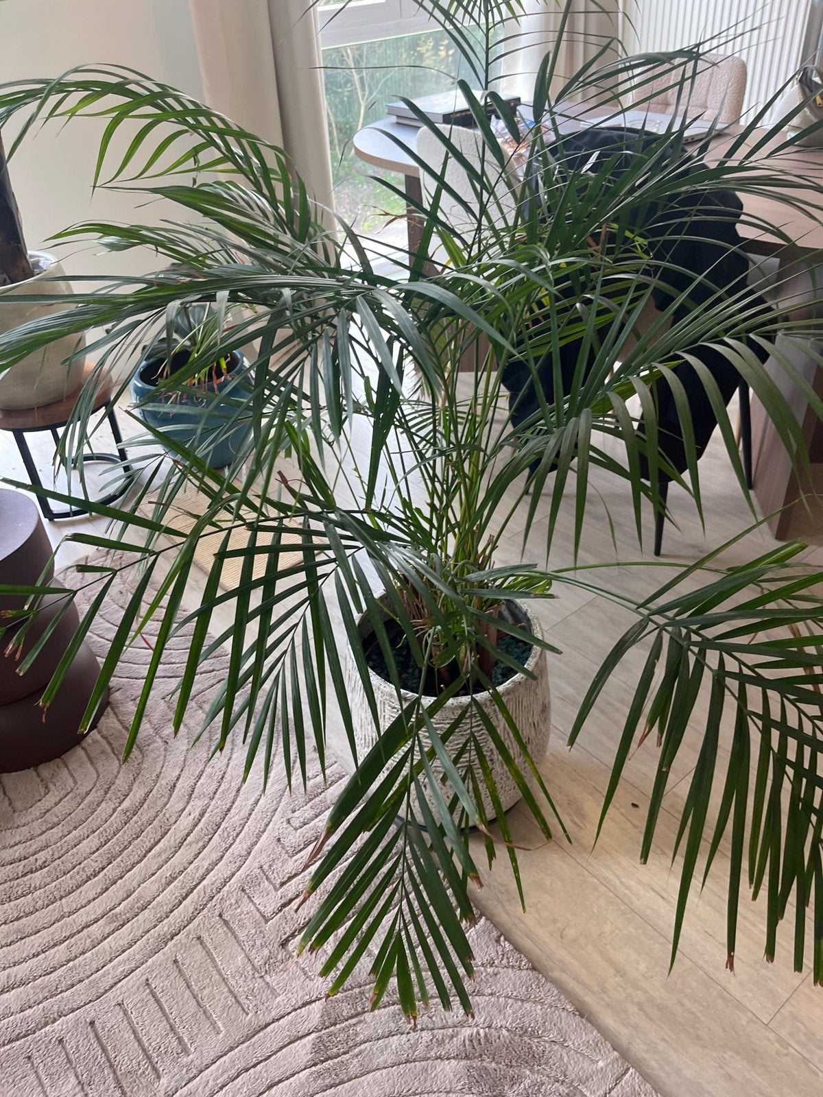 Grote Areca Palm met pot - Kamerplant, Huis en Inrichting, Ophalen, 100 tot 150 cm, Palm, Halfschaduw