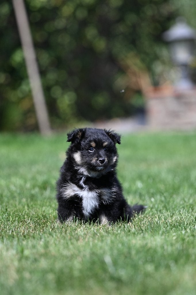 Eerste familiale nestje Poshie pups (sheltie x pomeriaan), België, Particulier, 8 tot 15 weken, Parvo