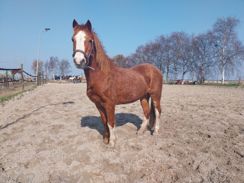 Verzorgpony in Zunderdorp, Overige merken, Ophalen, Zo goed als nieuw, Overige typen