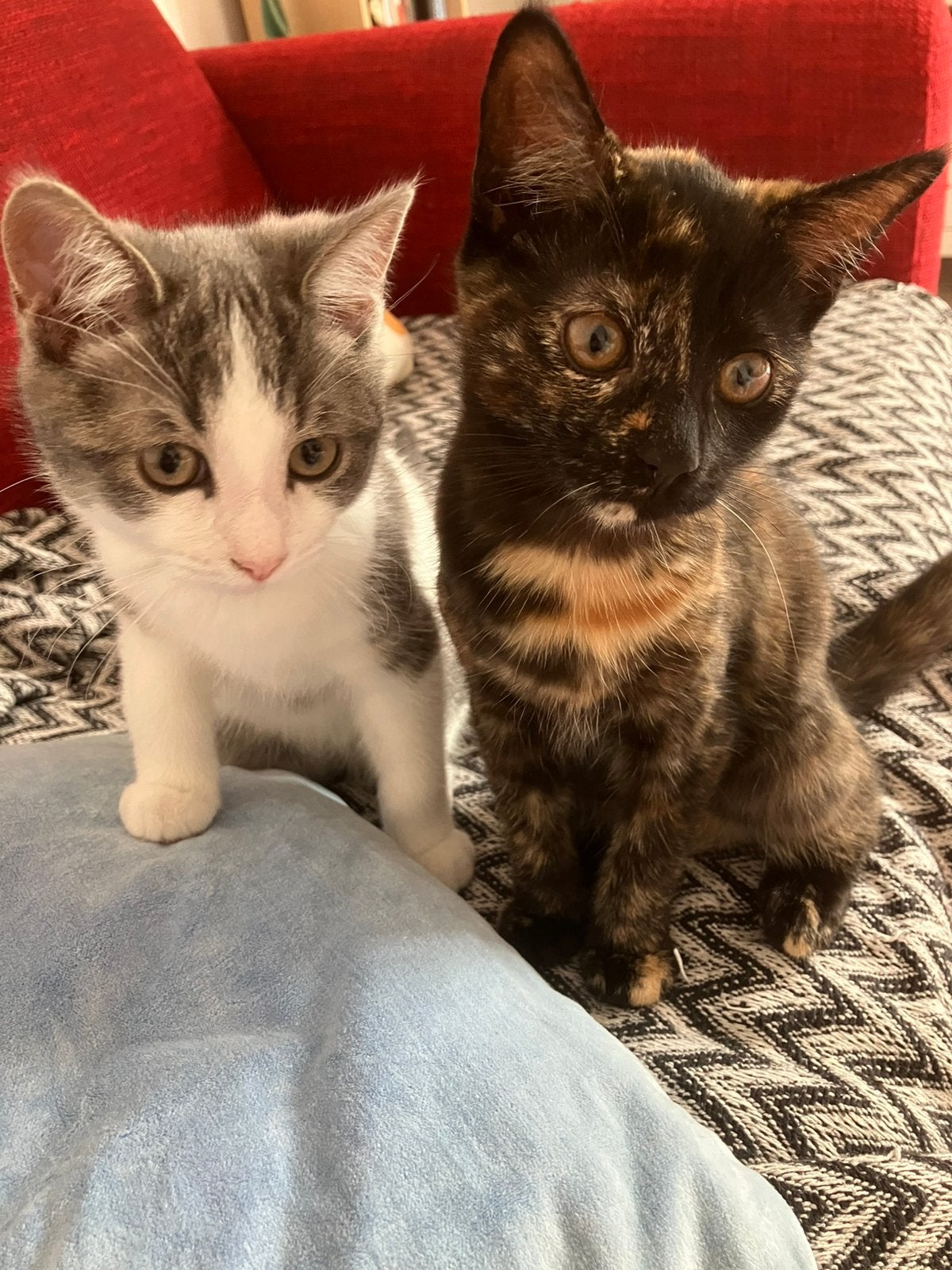2 jonge katten SPOED, Meerdere dieren, Kortharig, 0 tot 2 jaar