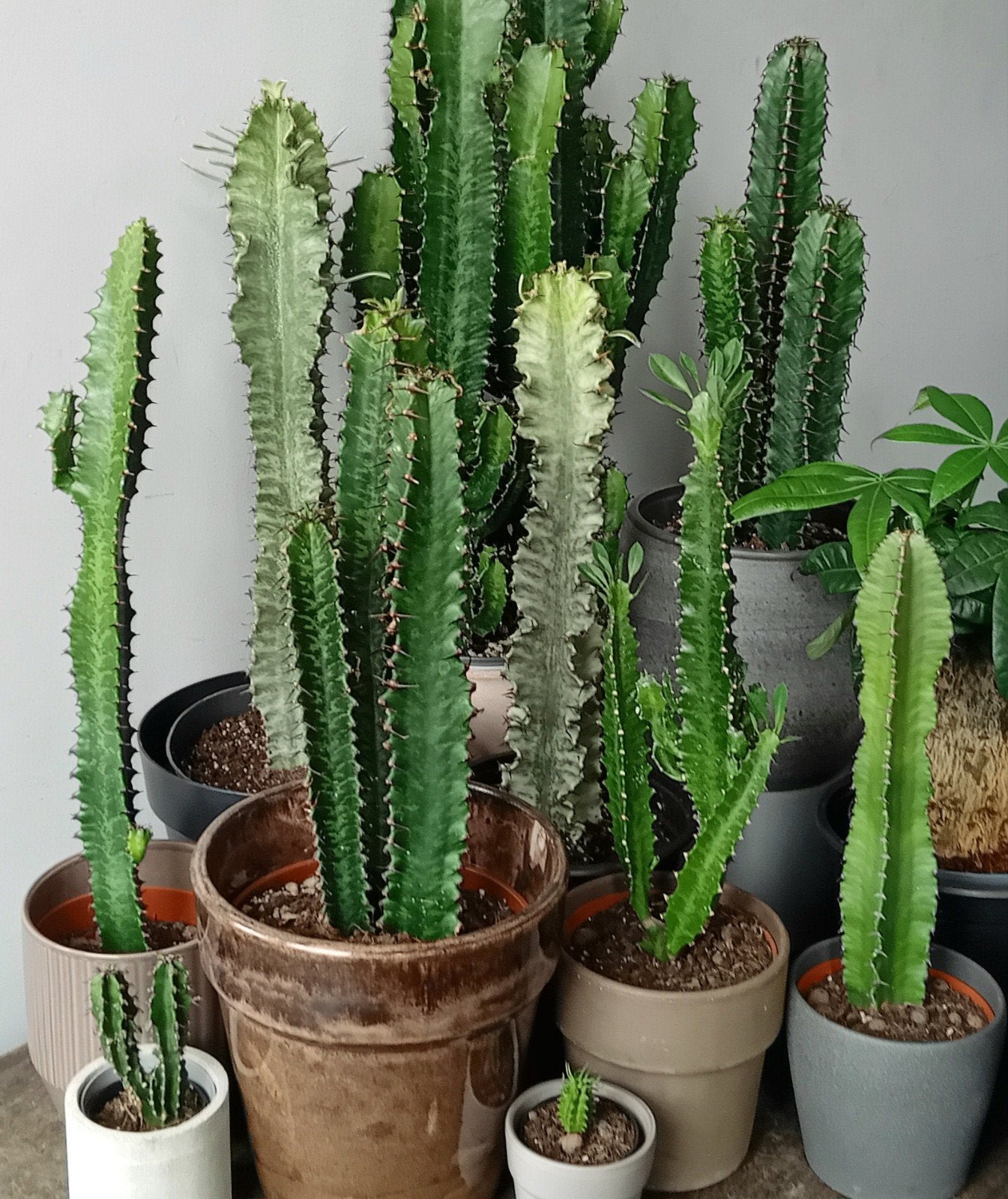 Euphorbia cactus verzameling 5-60cm    1 tot 10eu per stuk, Ophalen, Minder dan 100 cm, In pot, Cactus