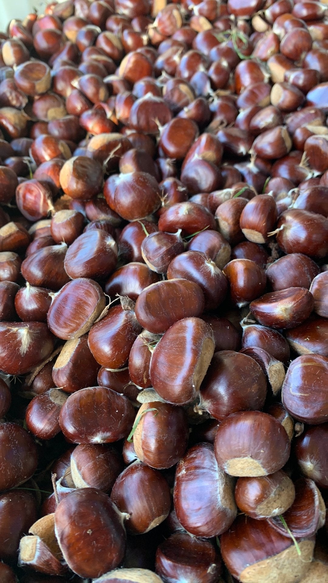 Verse kastanjes te koop 3 euro per kg, Ophalen of Verzenden