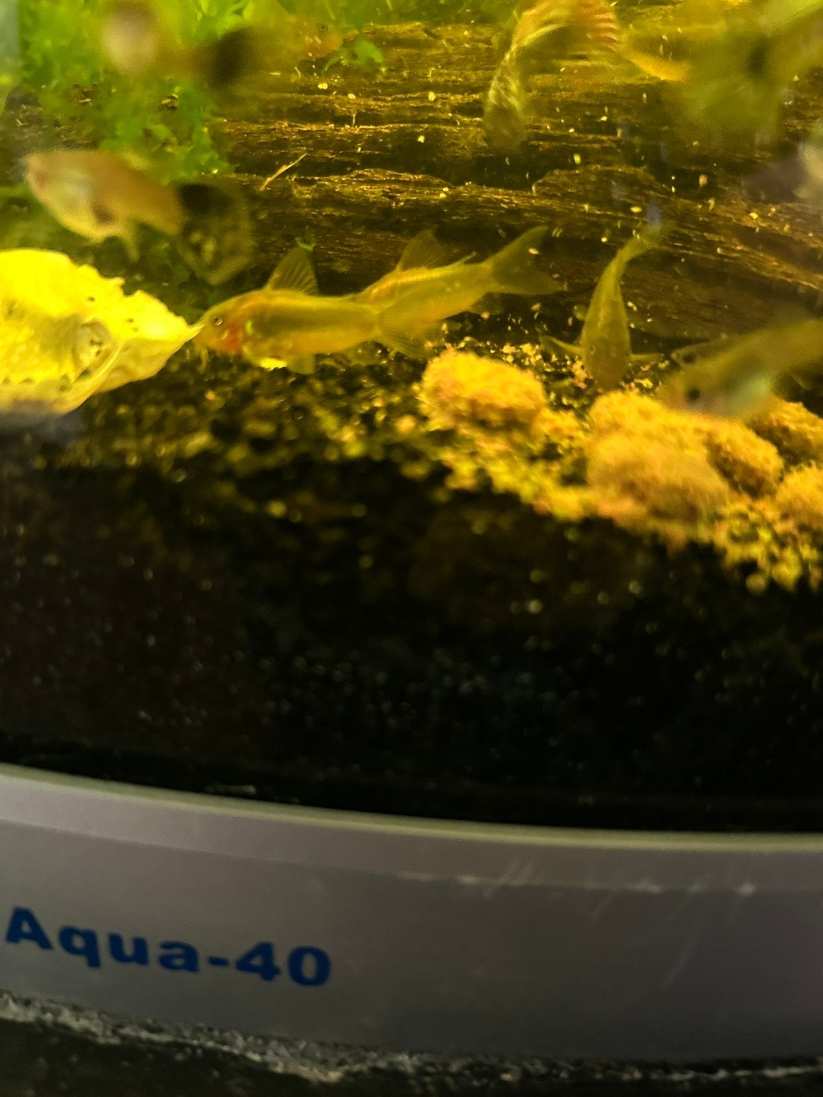 Corydora Goldstripe, Dieren en Toebehoren, Vissen | Aquariumvissen, Vis