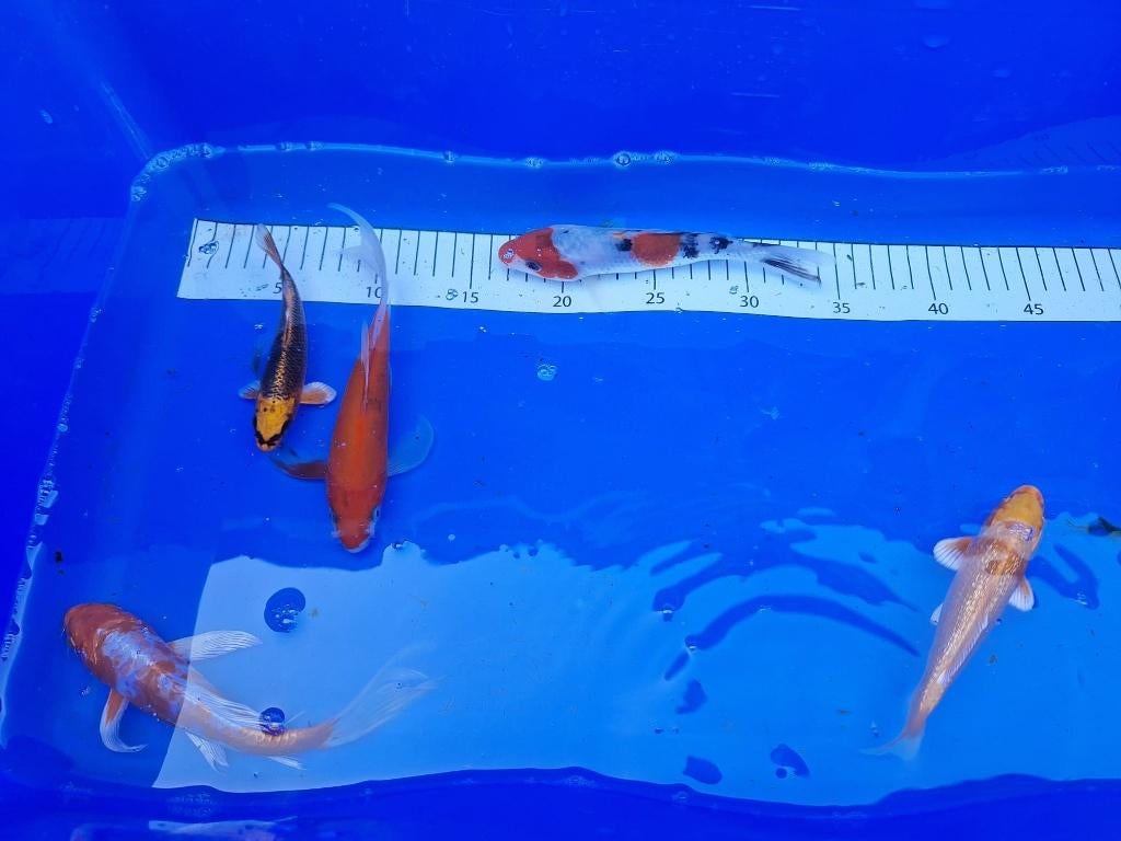 UITVERKOCHT mooi 1jarige koi, aanbieding , €6 PS, Karper of Koi