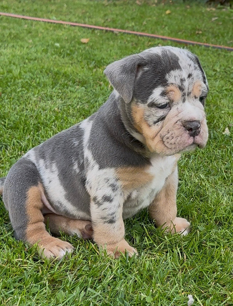 Old English bulldog pups, Dieren en Toebehoren, CDV (hondenziekte), 8 tot 15 weken, Bulldog, Meerdere