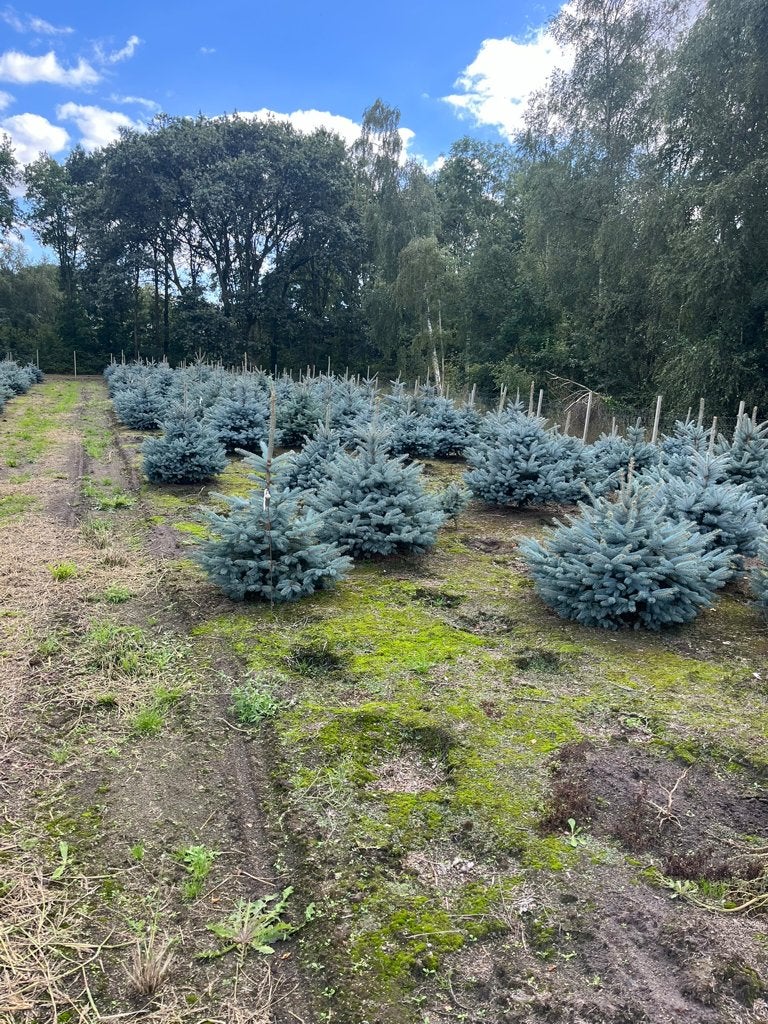 Kerstbomen, Ophalen, Nieuw