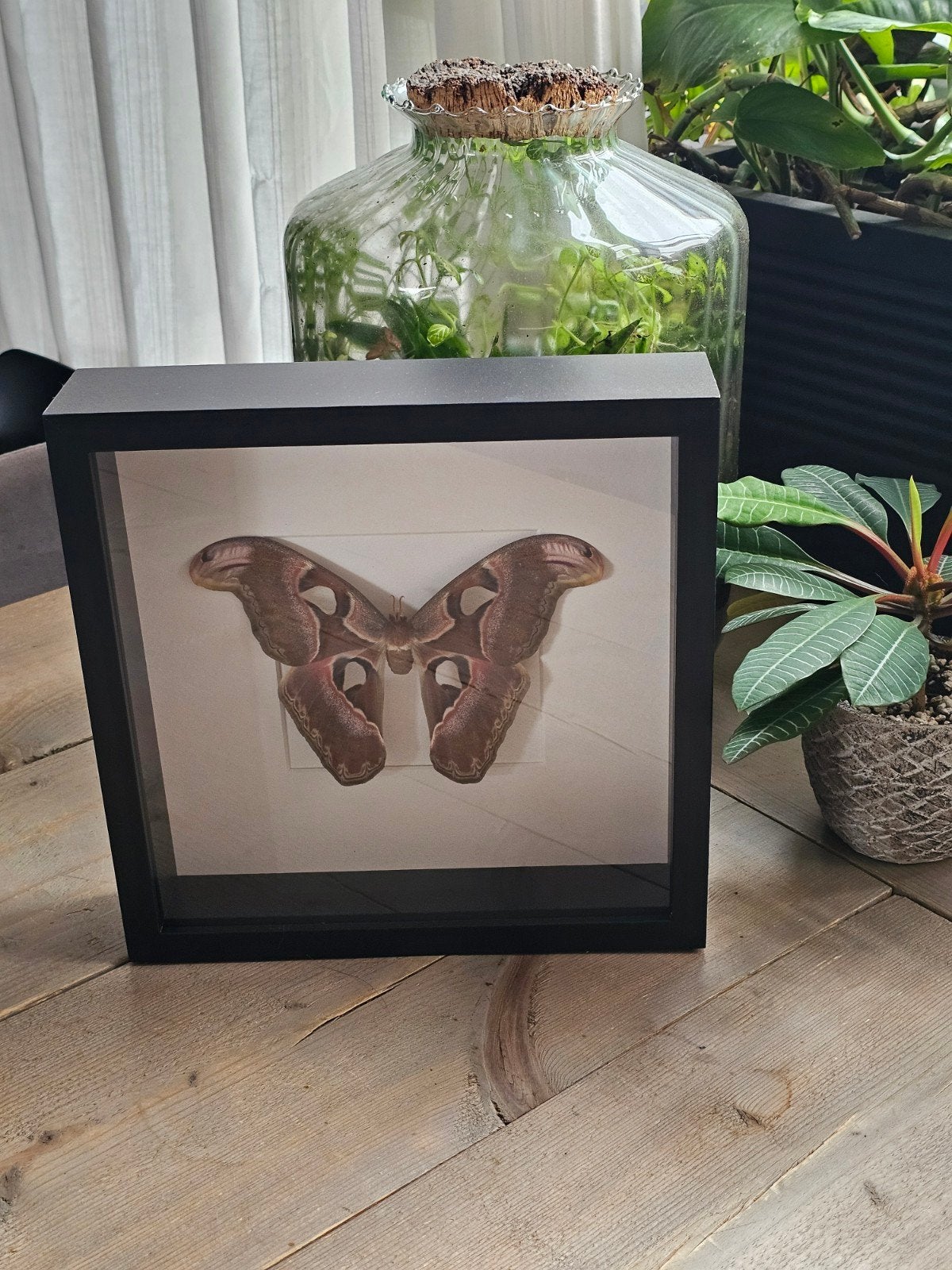 Atlas (Lorquinii) vlinder / mot in ikea lijst taxidermie, Kunststof, Ophalen of Verzenden, Zo goed als nieuw, Fotolijst