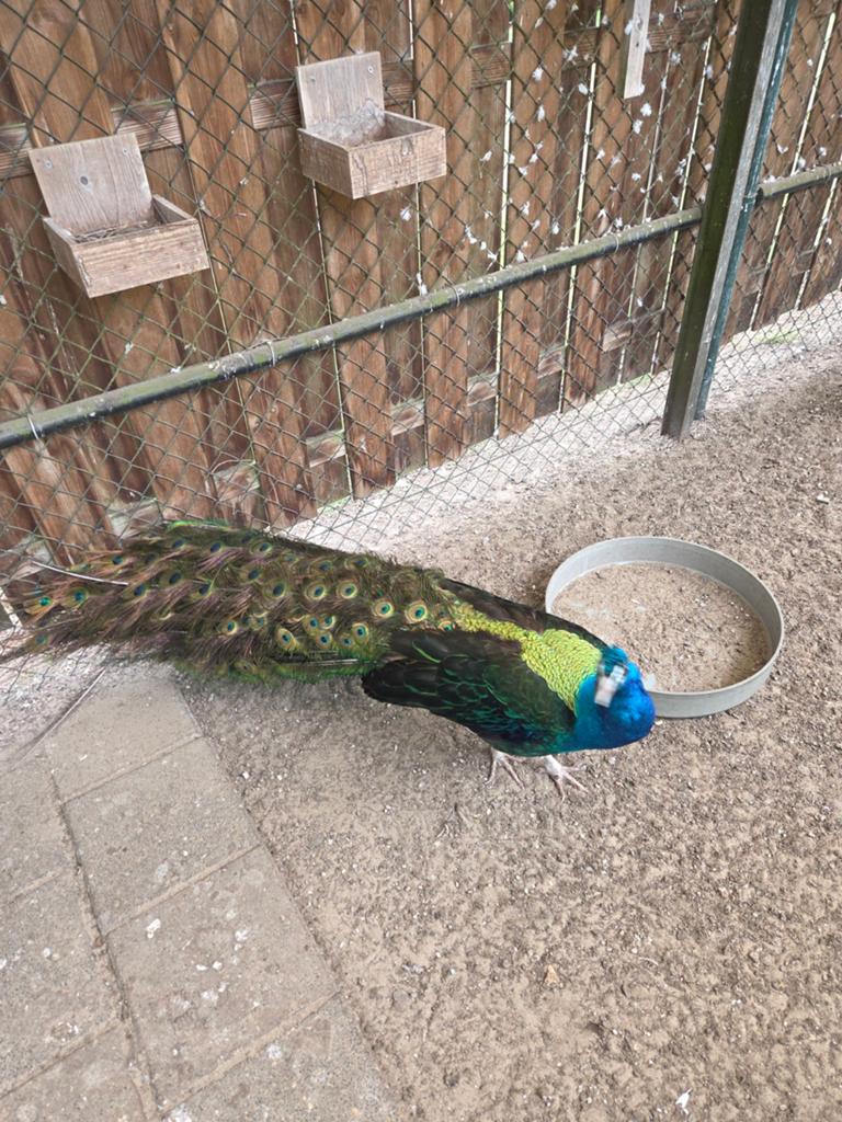 Zwartvleugel pauwen eieren, Dieren en Toebehoren, Geslacht onbekend, Overige soorten
