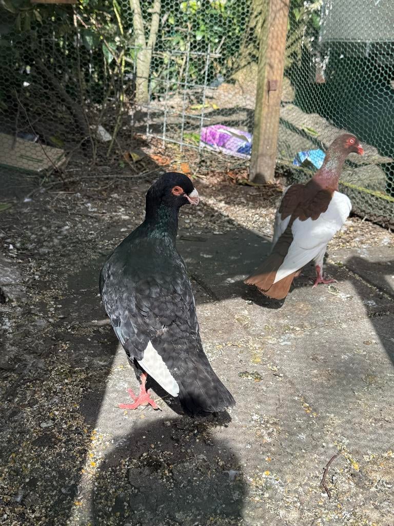 Heel mooi duiven, Dieren en Toebehoren, Meerdere dieren