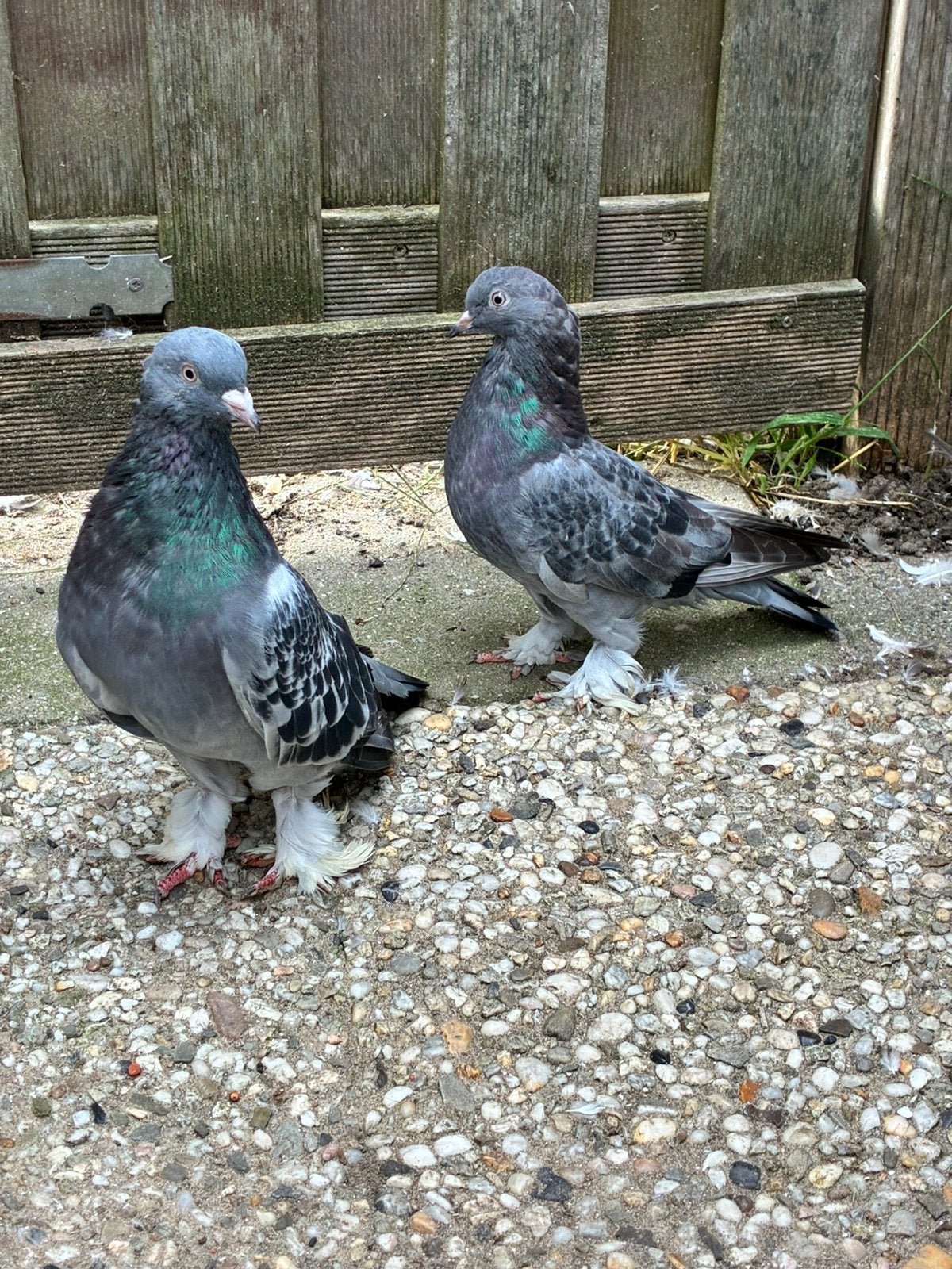Takla Sivas, Meerdere dieren