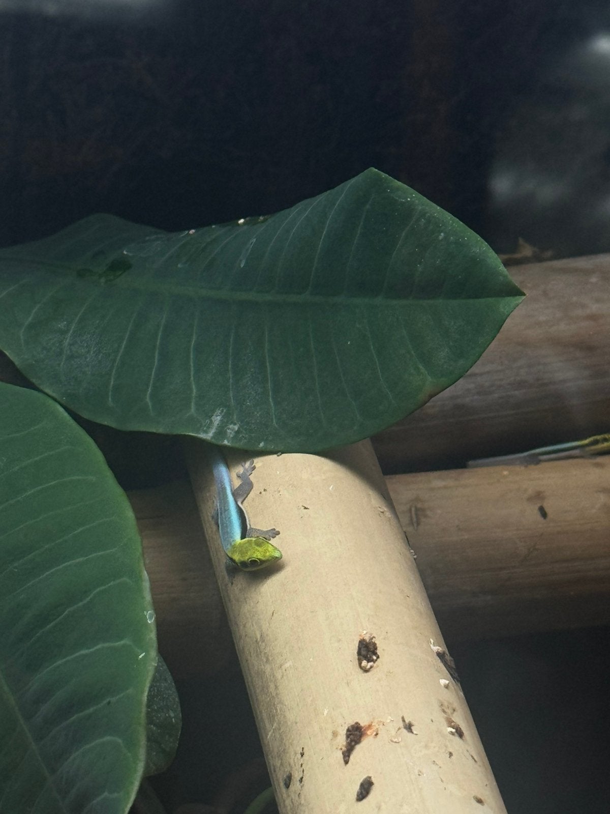 Phelsuma klemmeri, Dieren en Toebehoren, Reptielen en Amfibieën, Amfibie, 0 tot 2 jaar