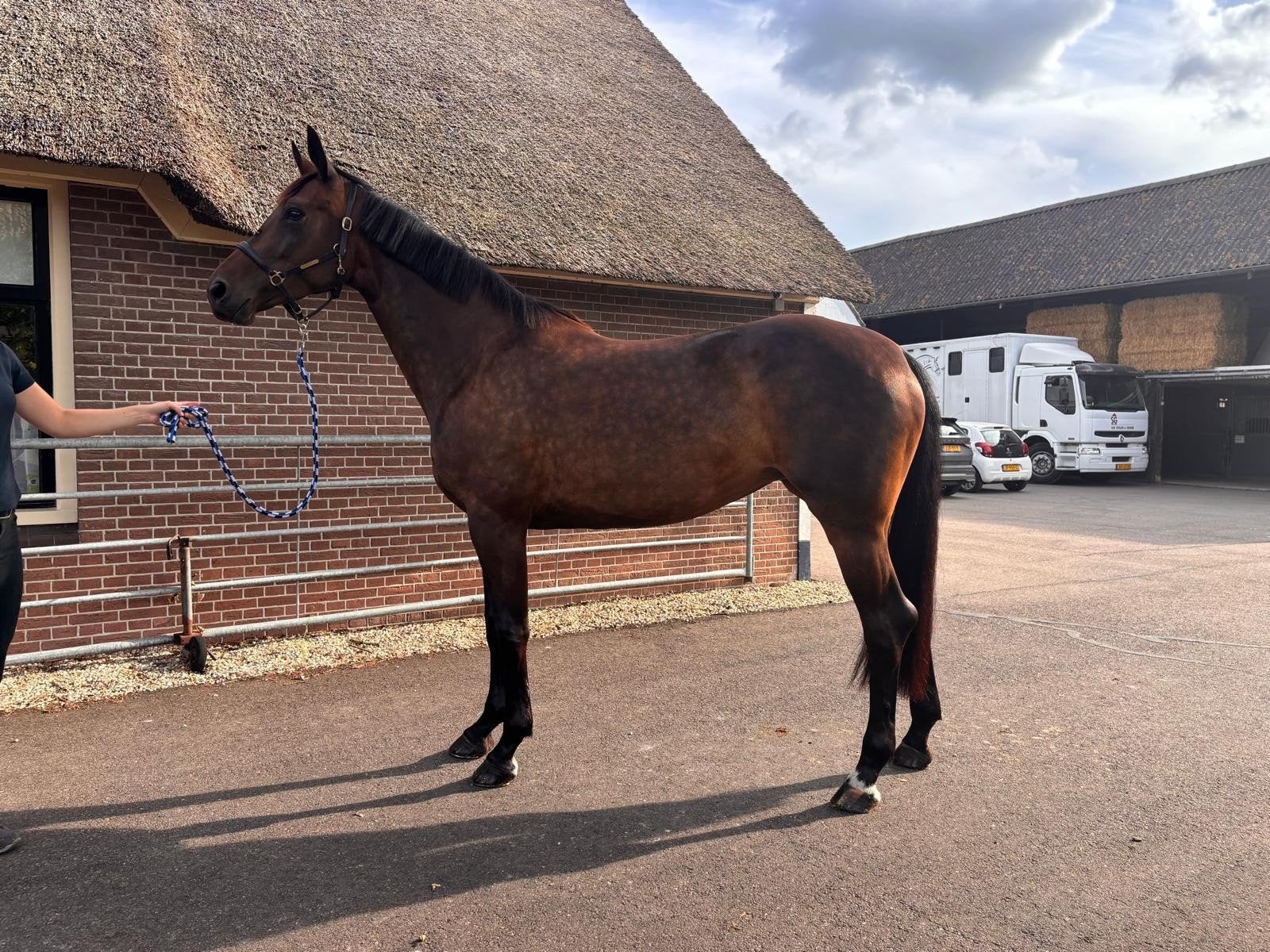 Sympathieke recreatiemerrie te koop, Dieren en Toebehoren, Paarden, Merrie, Met stamboom, M, 170 tot 175 cm