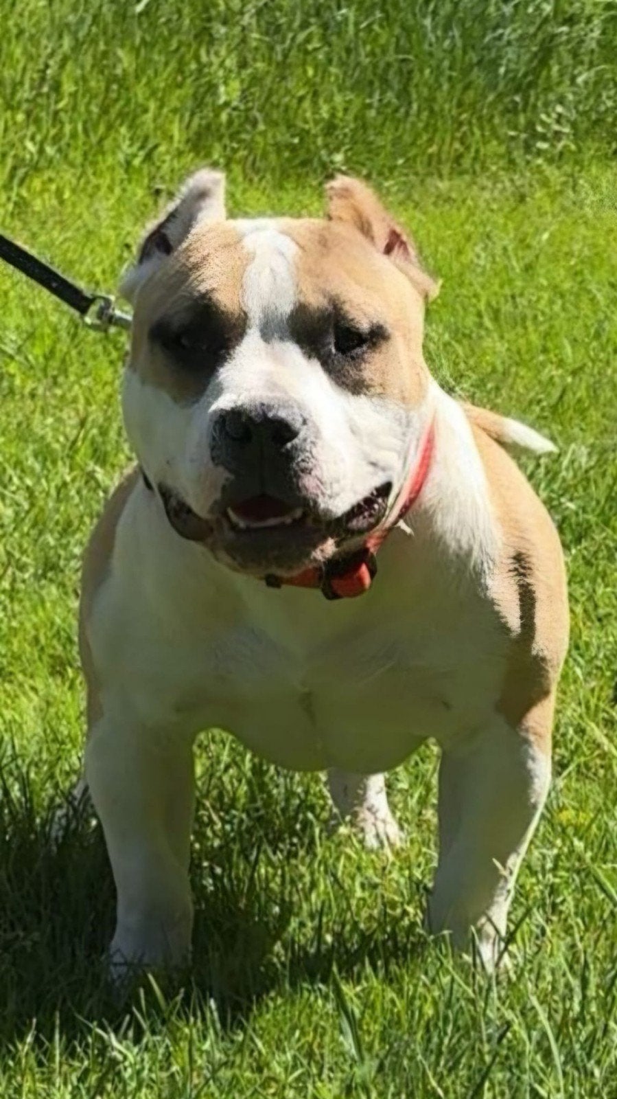 American bully pocket, Dieren en Toebehoren, Honden | Bulldogs, Pinschers en Molossers, 15 weken tot 1 jaar, Reu, Bulldog, Eén hond