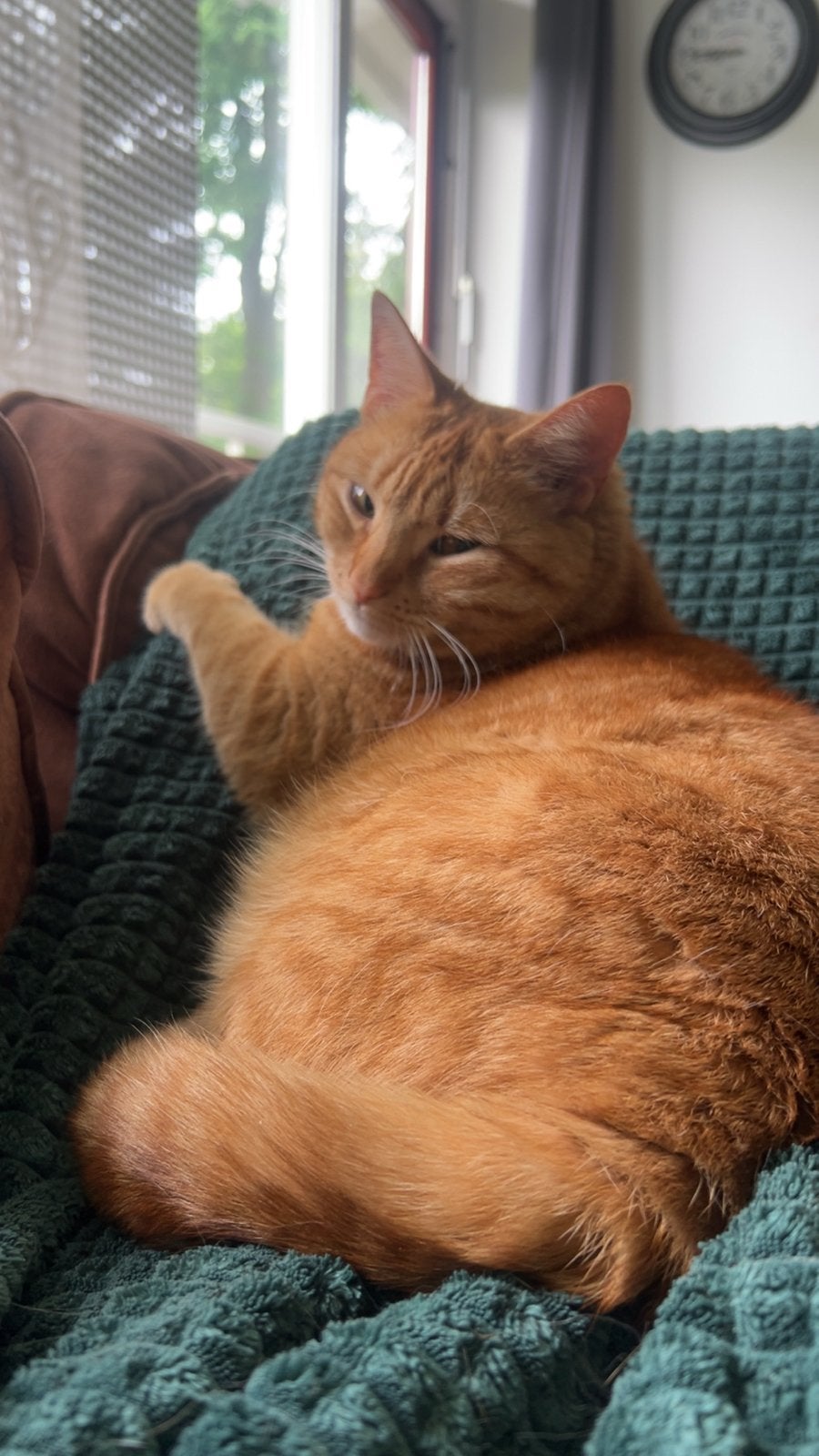 Mega aanhankelijke poes zoekt haar forever home, Poes, Kortharig, 3 tot 5 jaar
