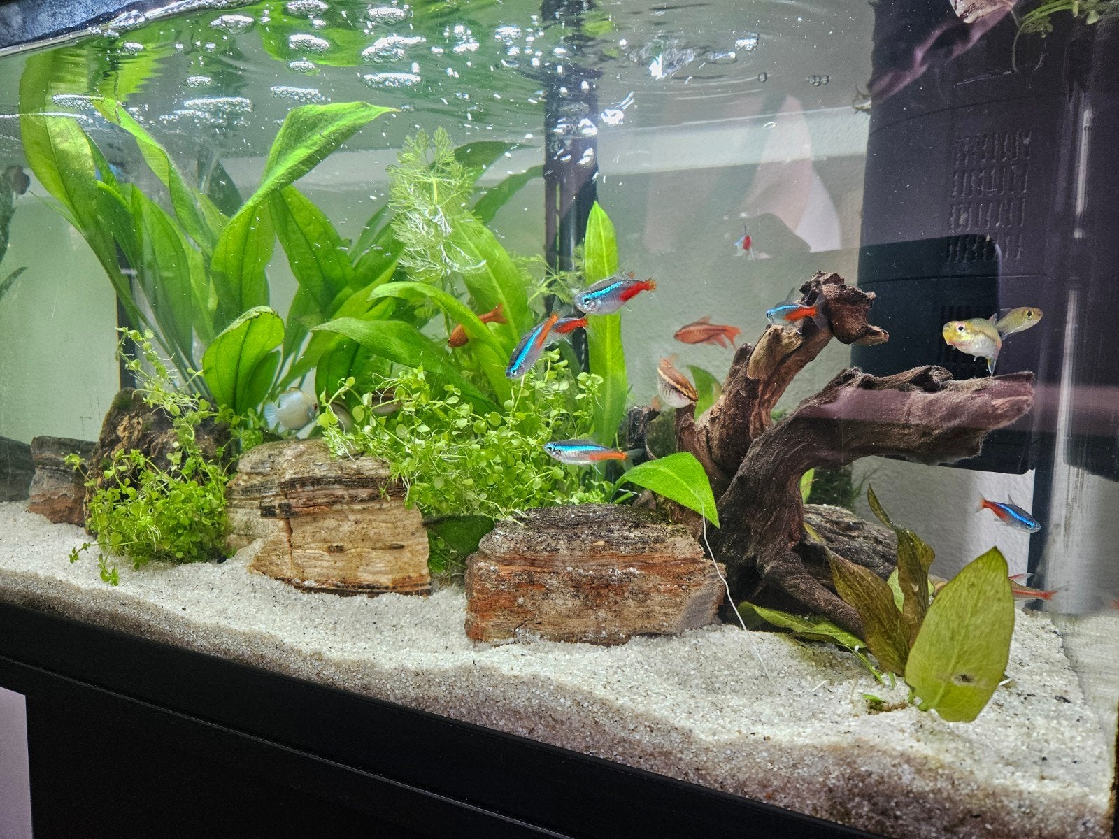 Te koop: Juwel 60 liter aquarium met tropische visjes en toe, Ophalen, Inclusief vissen, Juwel, Gevuld zoetwateraquarium
