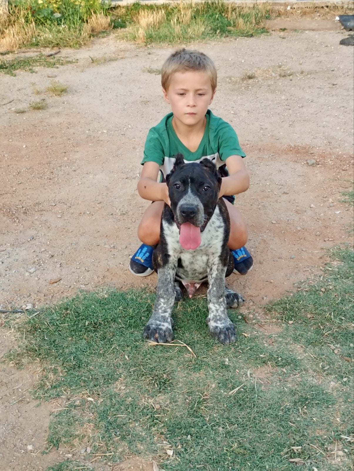 Top Gun Presa Canario pup, Fokker | Hobbymatig, 8 tot 15 weken, Buitenland, Meerdere