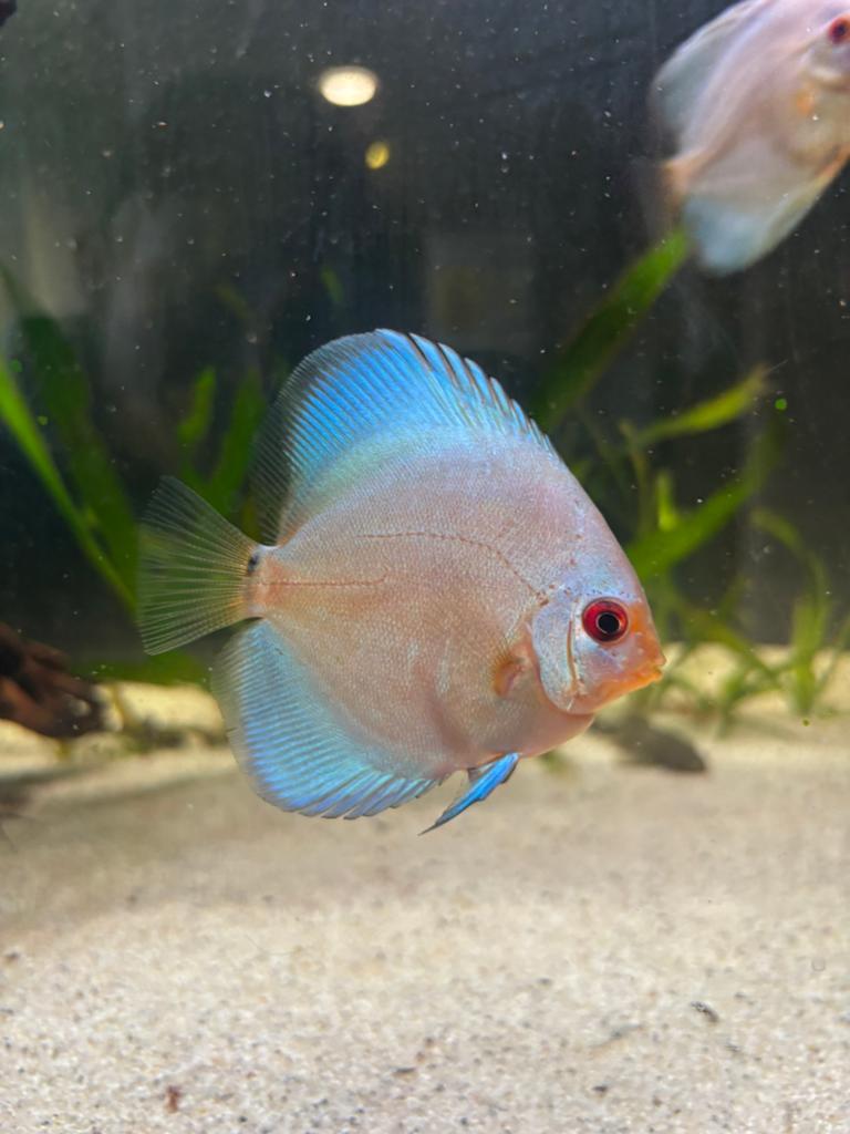 Gezonde groep Discus Blue Diamond | 11 STUKS, Dieren en Toebehoren, Vissen | Aquariumvissen, Vis
