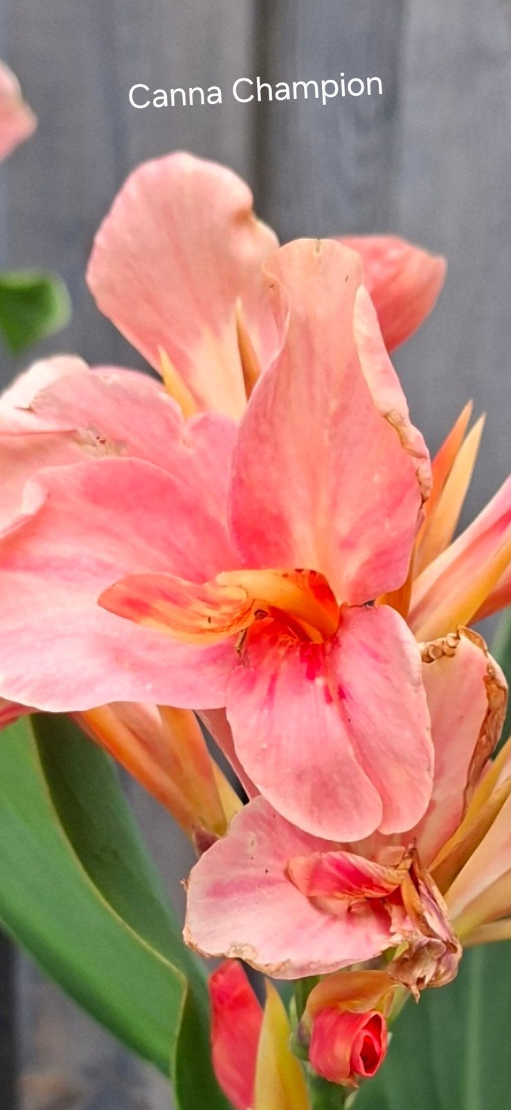 Canna bollen, diverse soorten, Ophalen of Verzenden, Voorjaar, Volle zon, Wortelstok