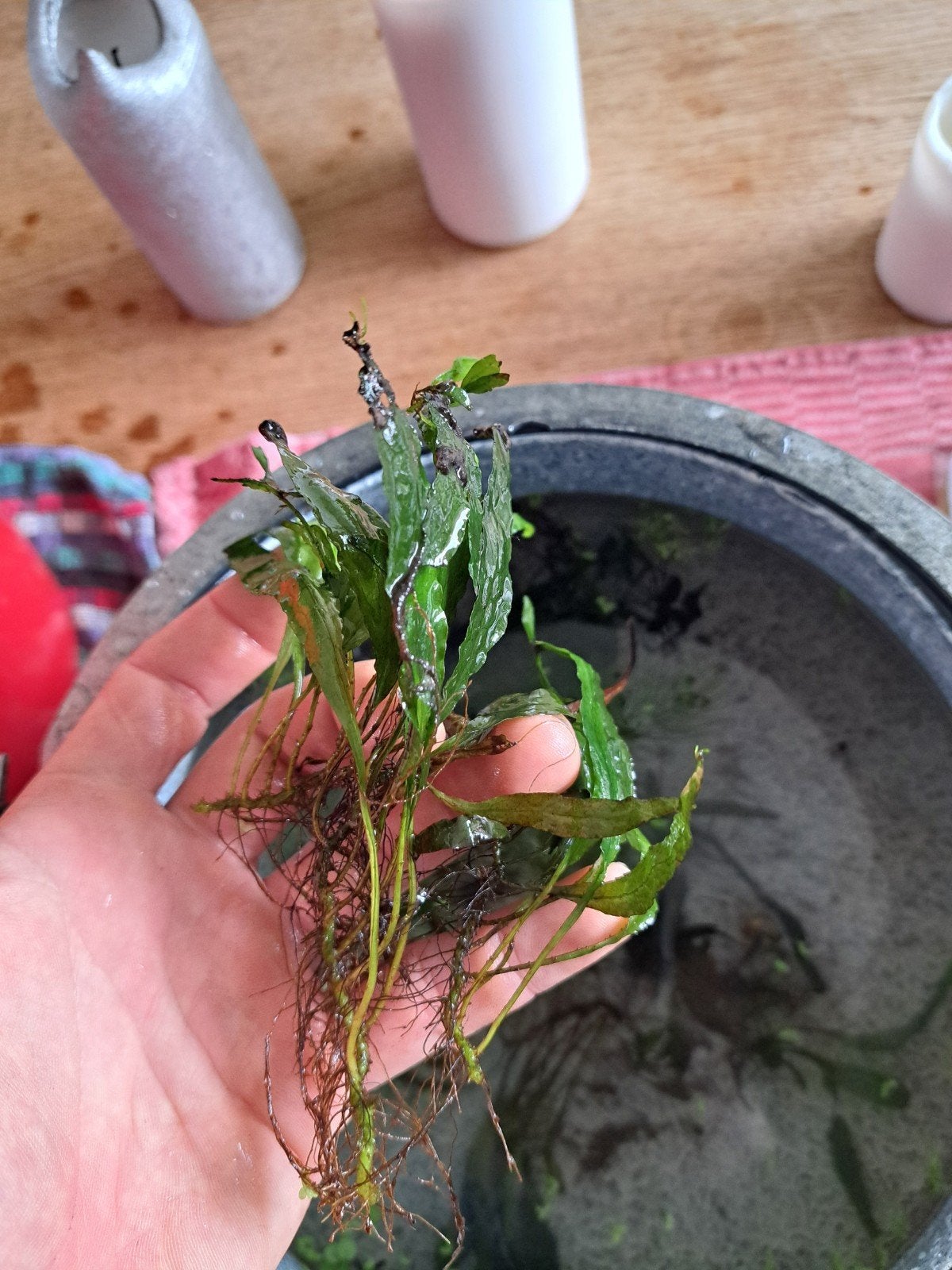 gratis aquariumplanten, Ophalen, Plant(en), Steen of Hout