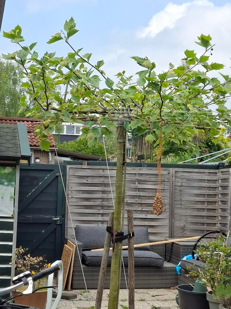 Mooie dakplataan, ongeveer 5 jaar oud, Tuin en Terras, Planten | Bomen, Ophalen