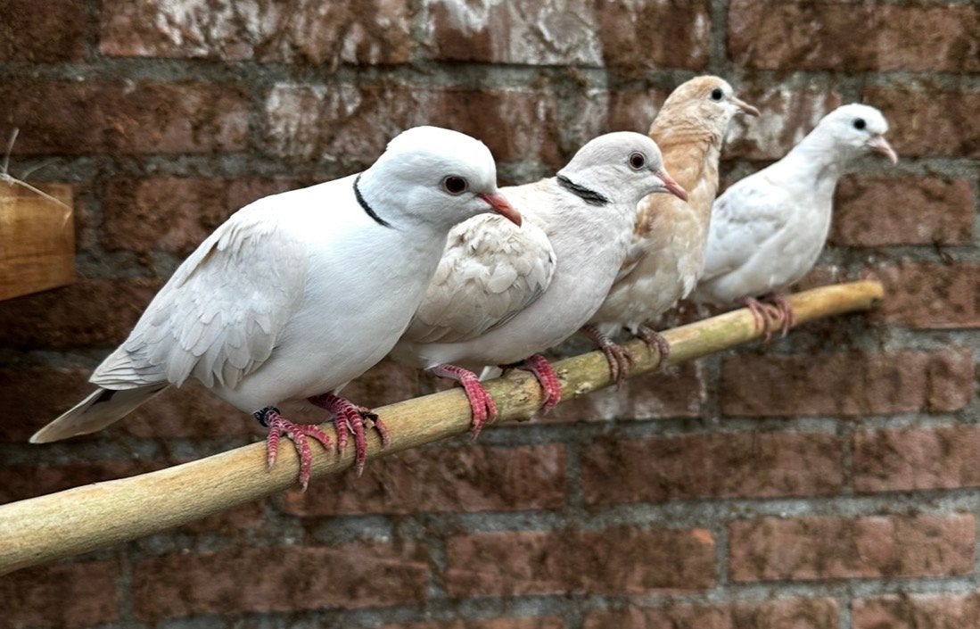 Diverse lachduiven, Dieren en Toebehoren, Geslacht onbekend, Tortelduif